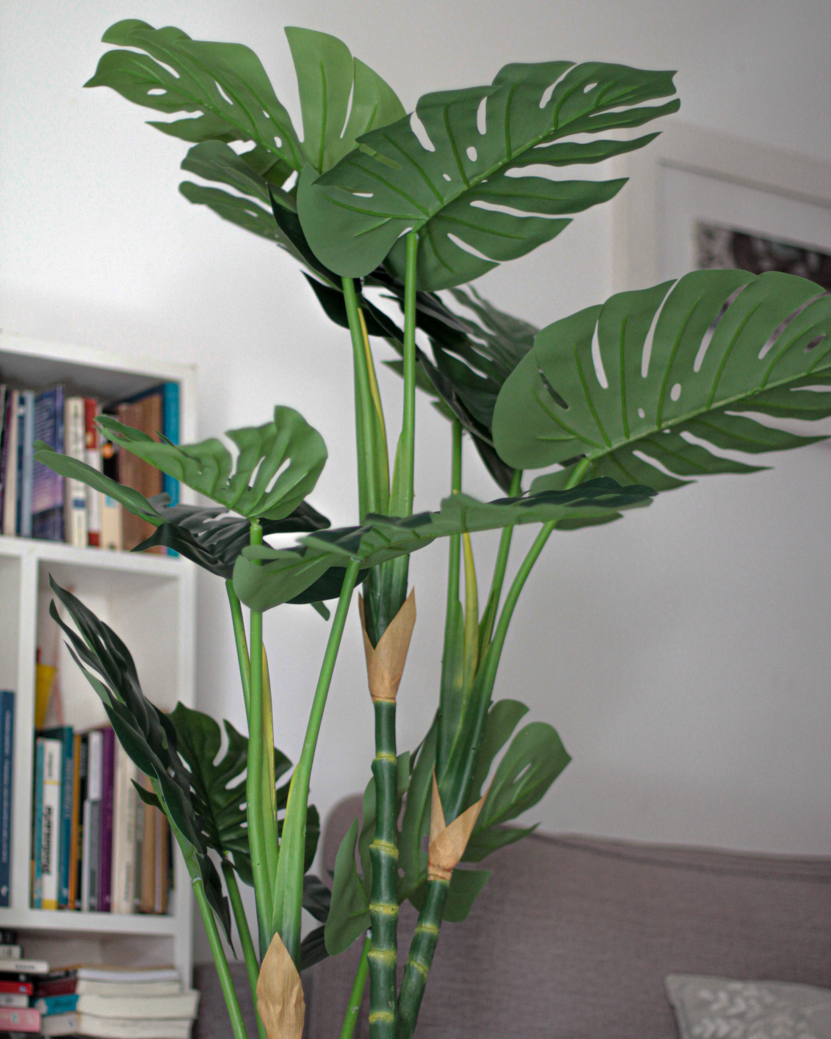 Monstera
