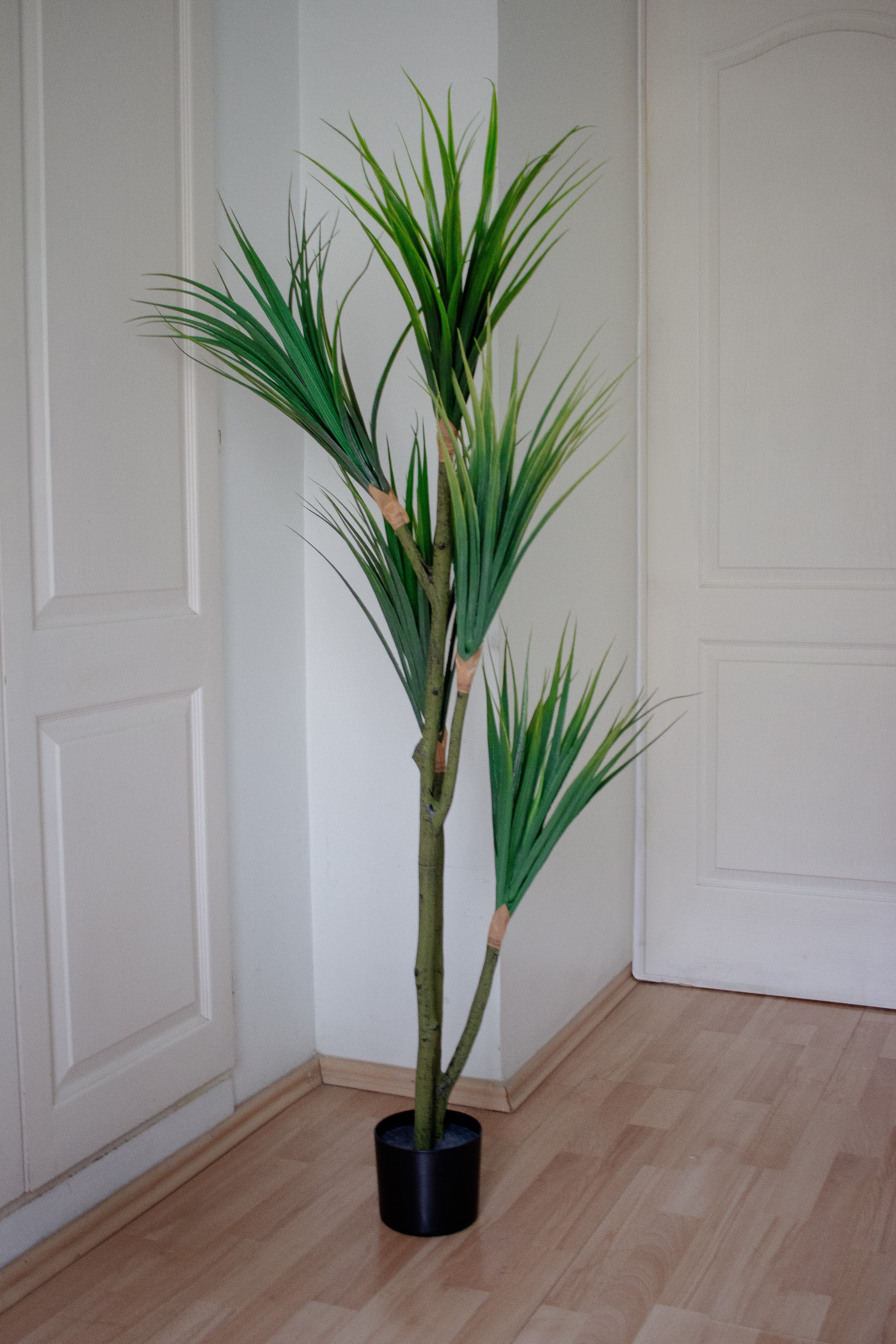 Dracaena