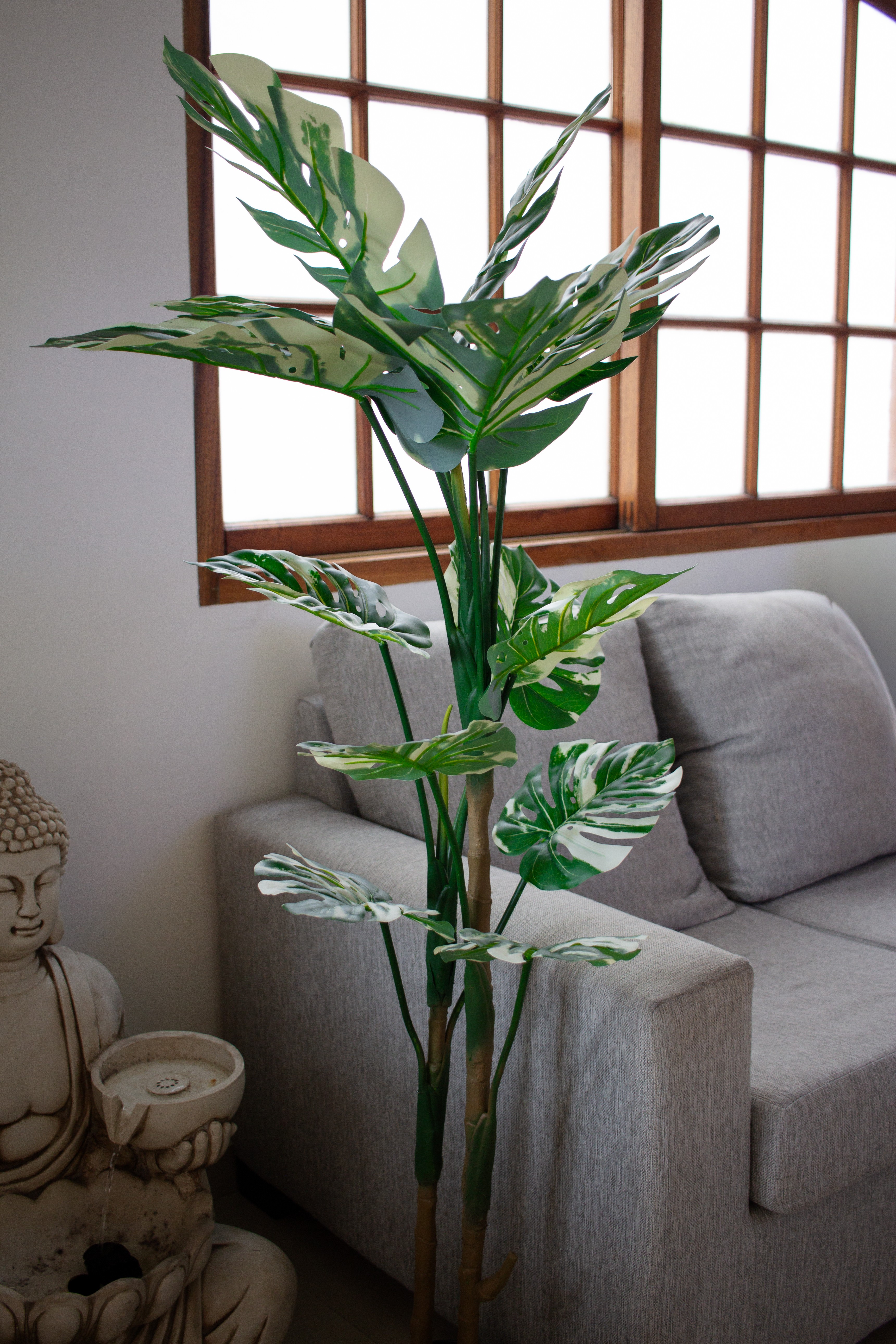 Monstera Variegata