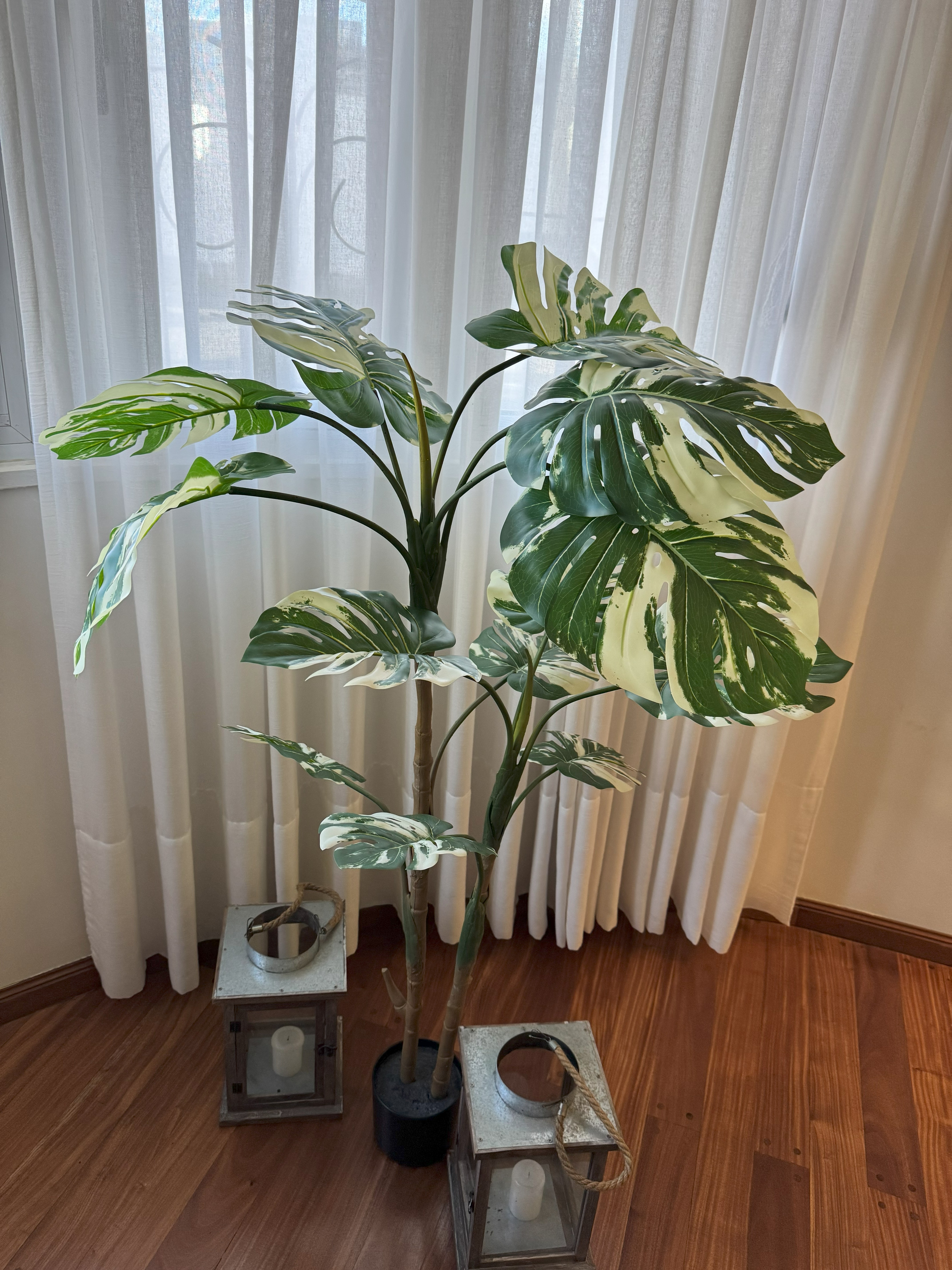 Monstera Variegata
