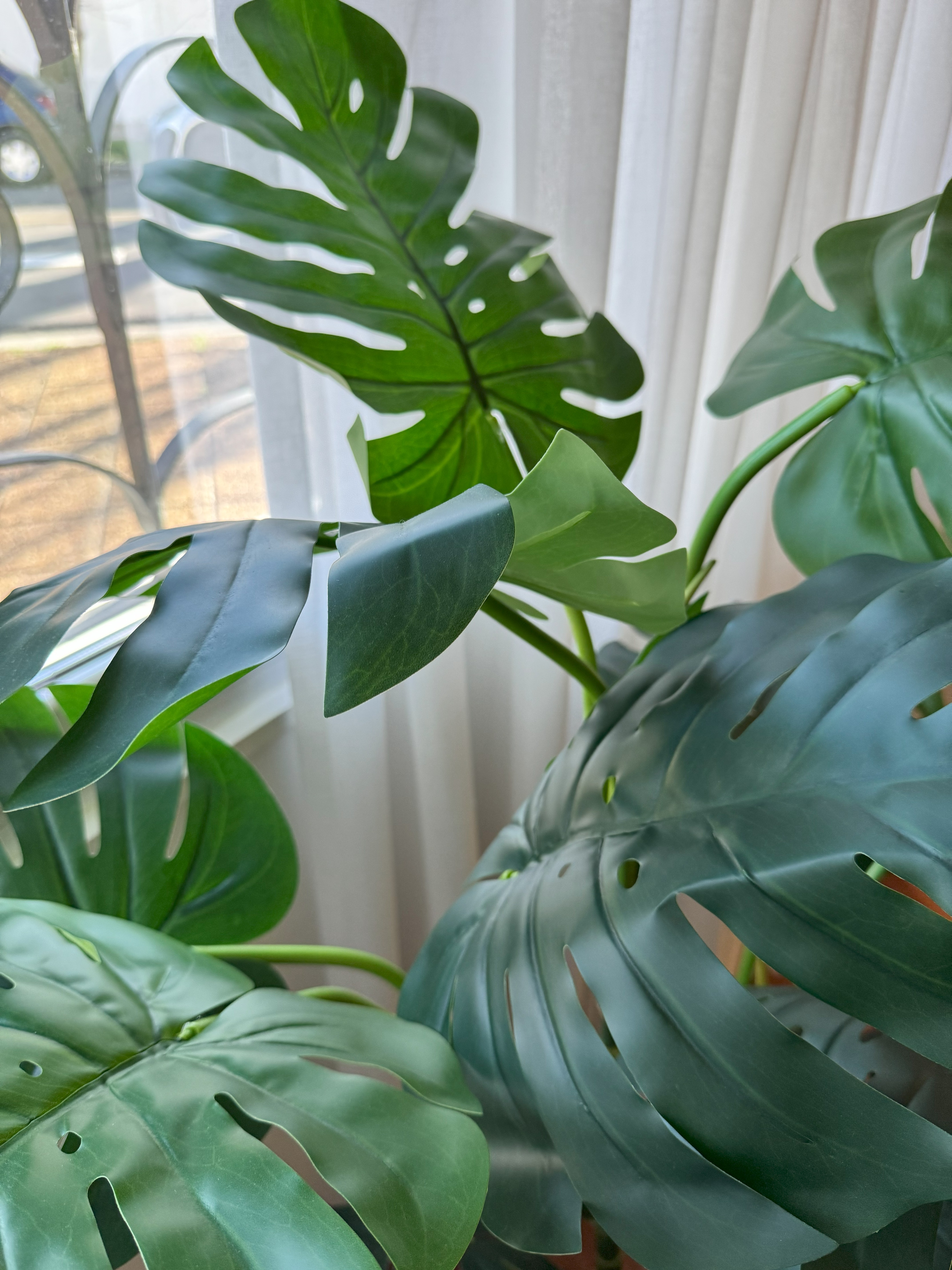 Monstera