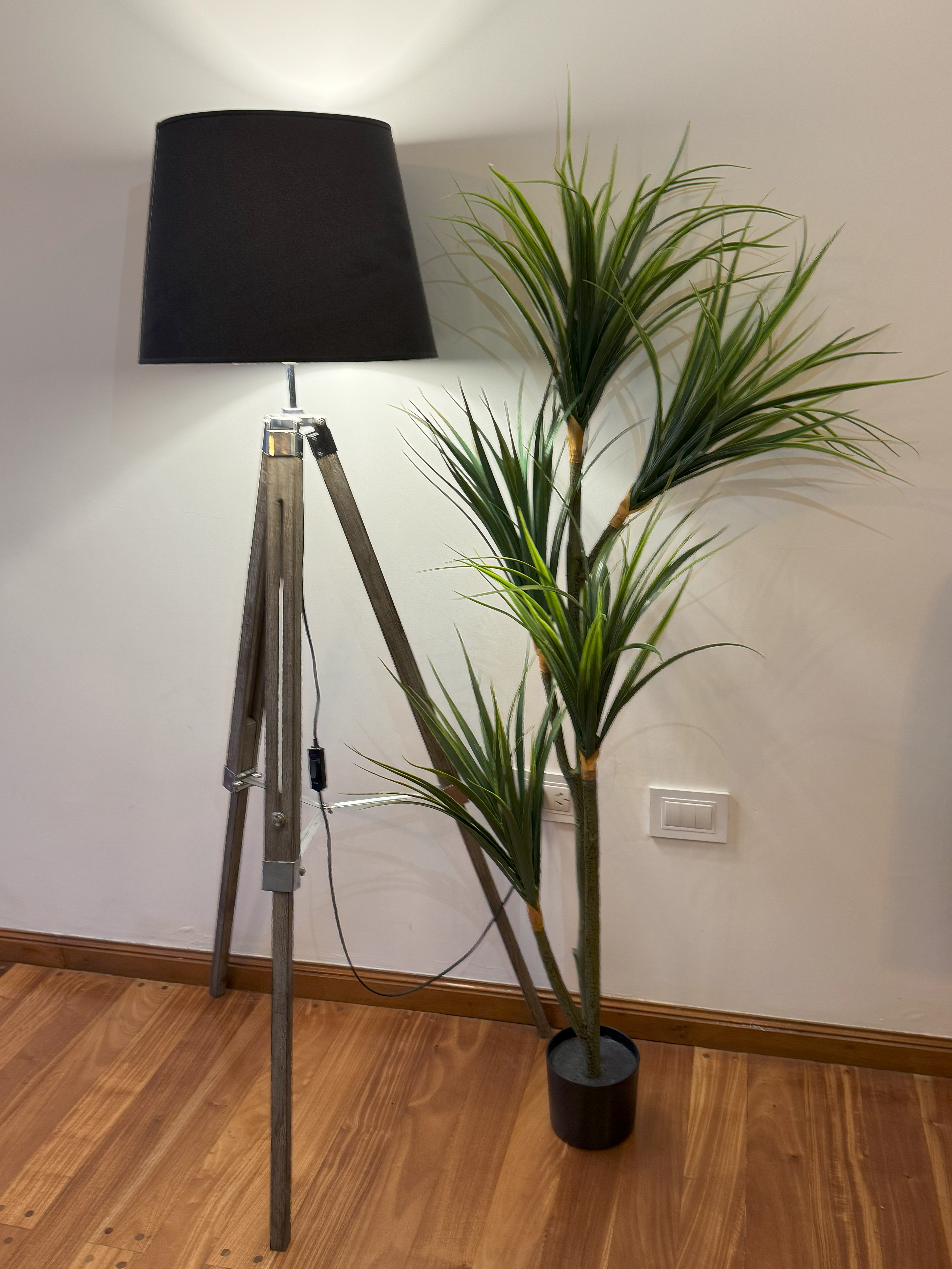 Dracaena 