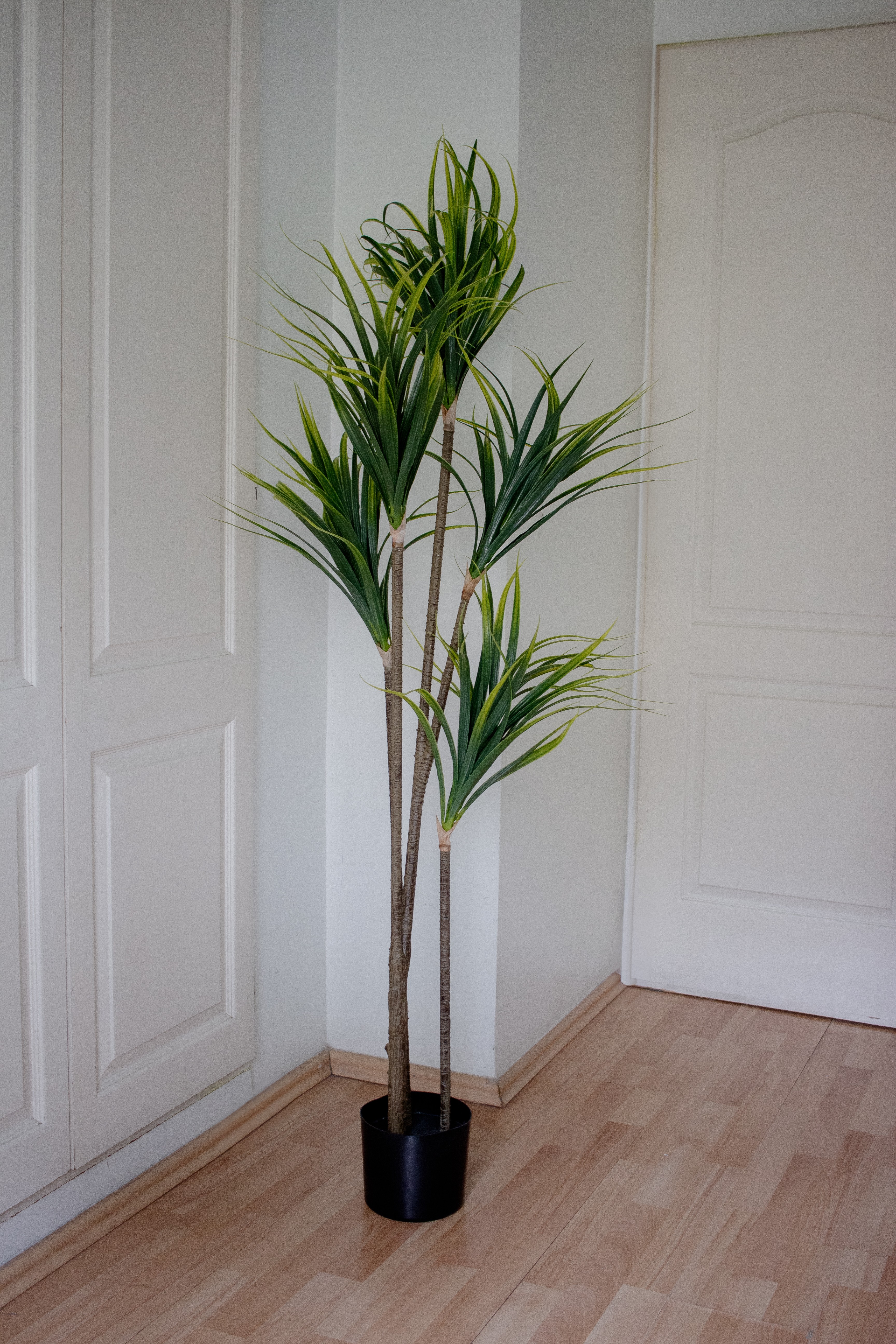 Dracaena
