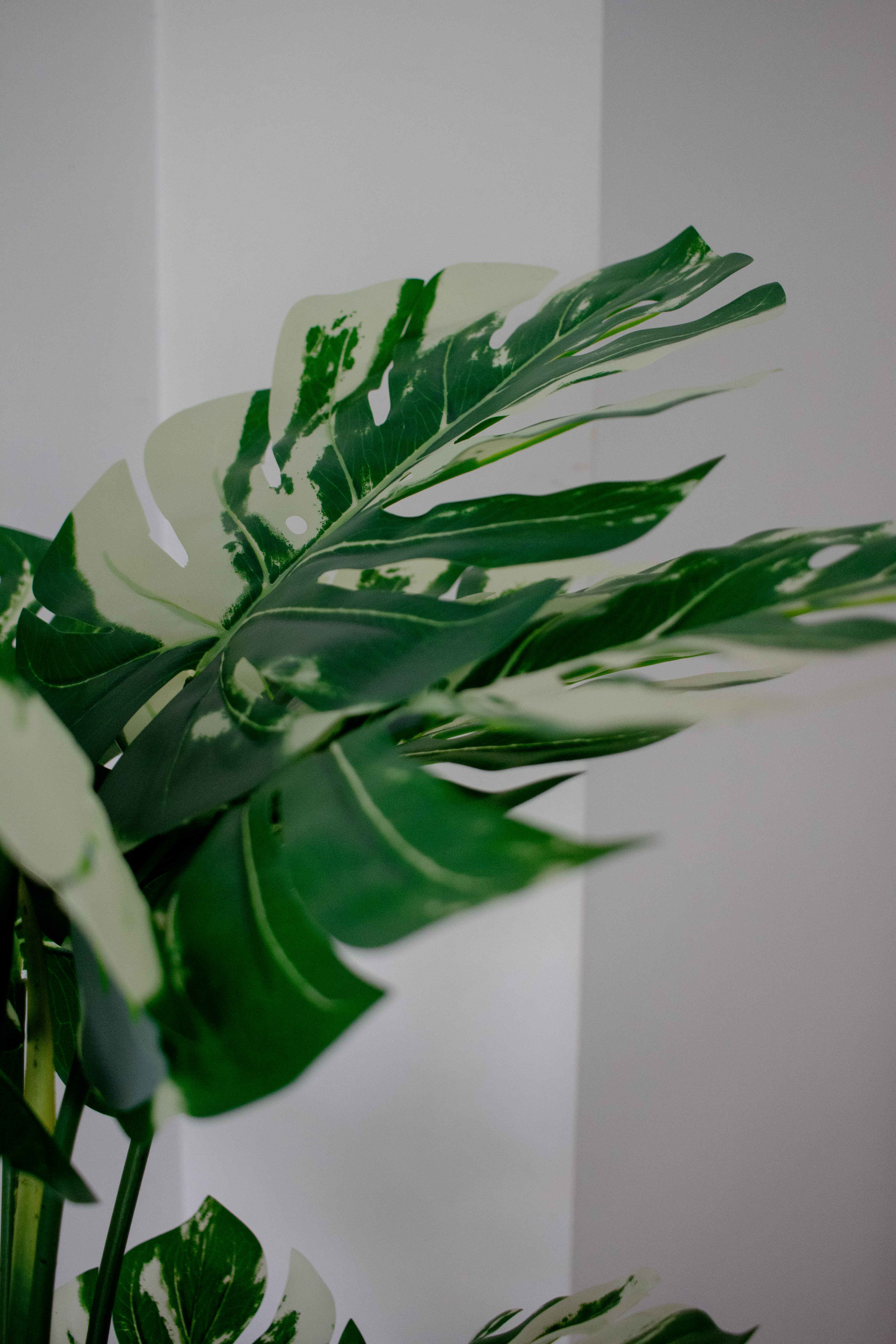 Monstera Variegata