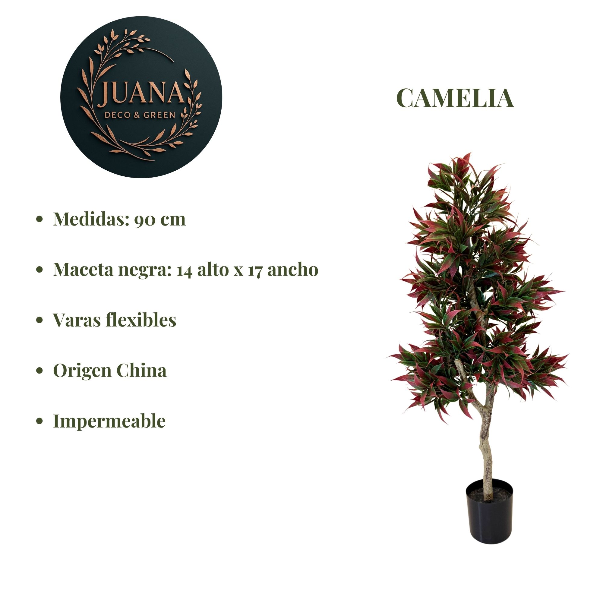 Camelia