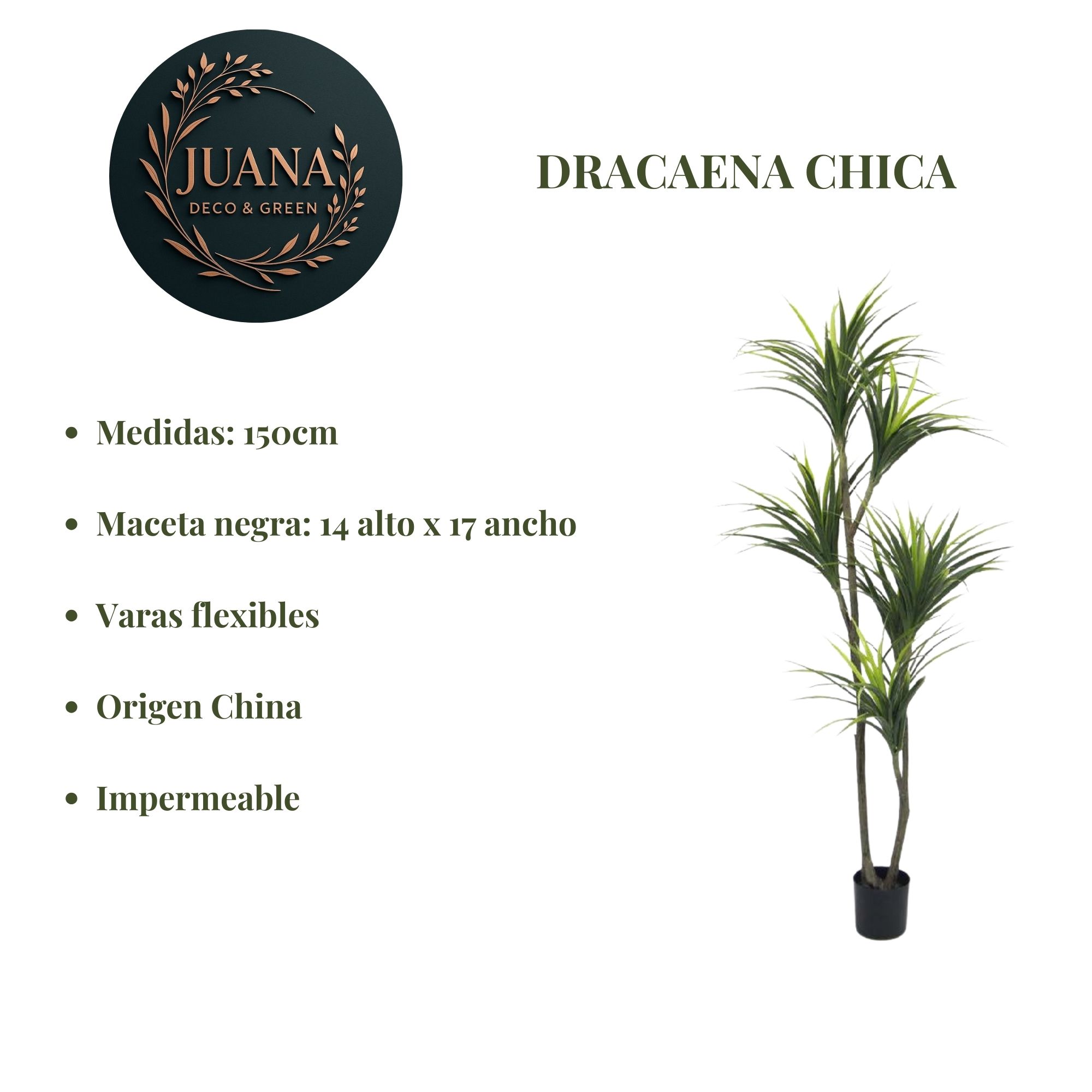 Dracaena 
