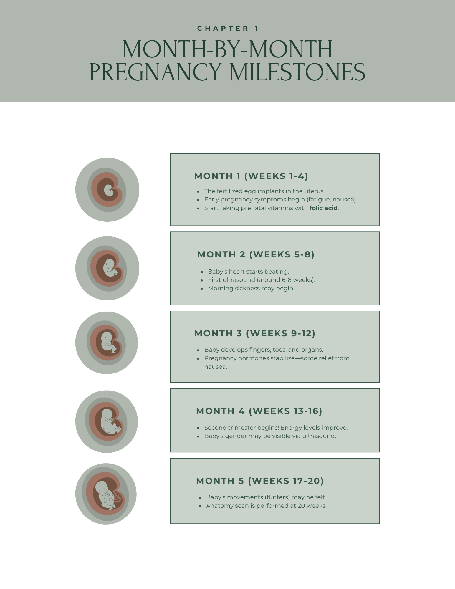 The Pregnancy Guide