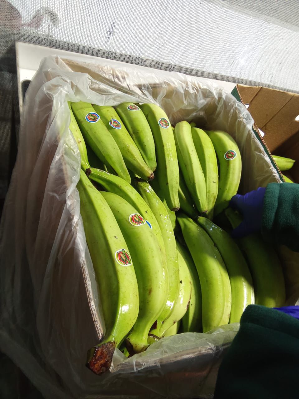 PLATANO MACHO