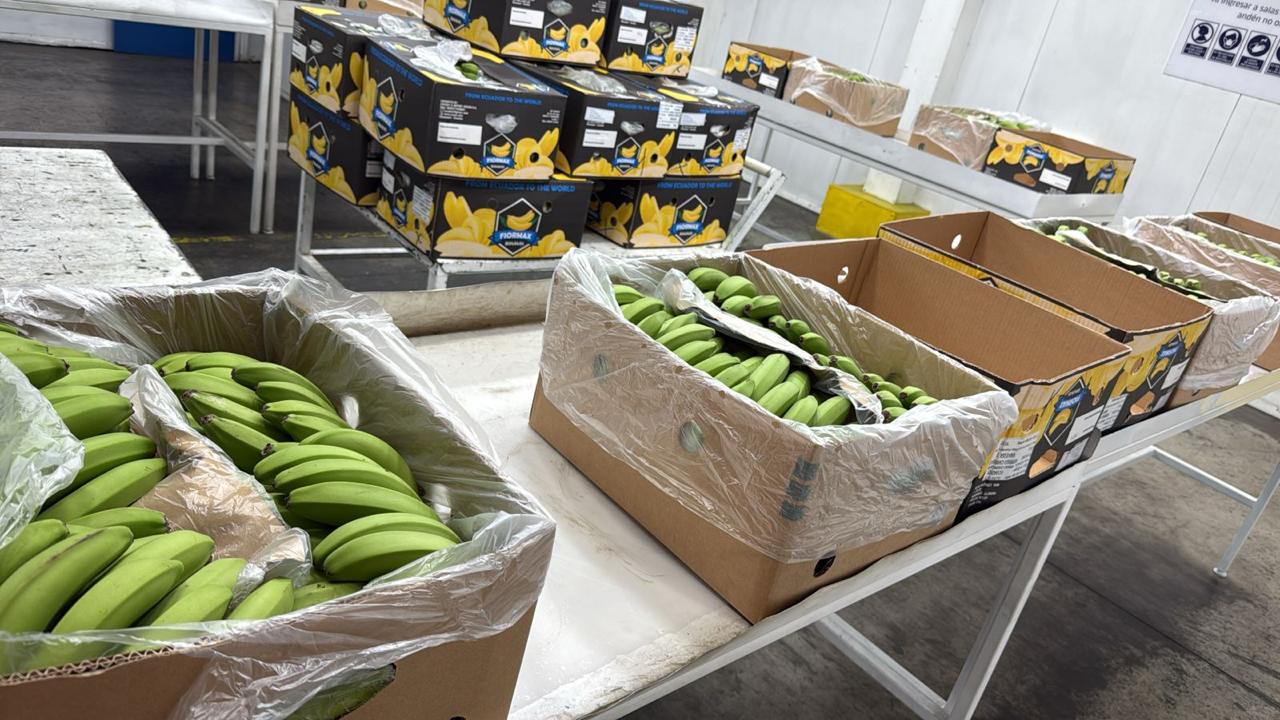 Bananas Cavendish Premium