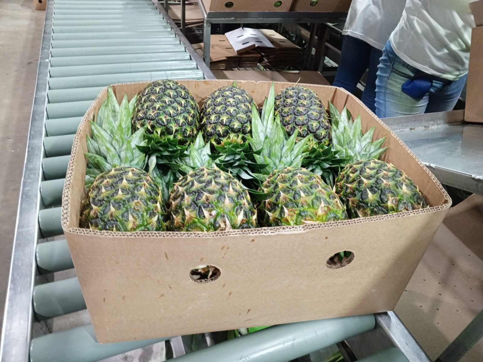 PIÑA CALIBRE 6 A 9 