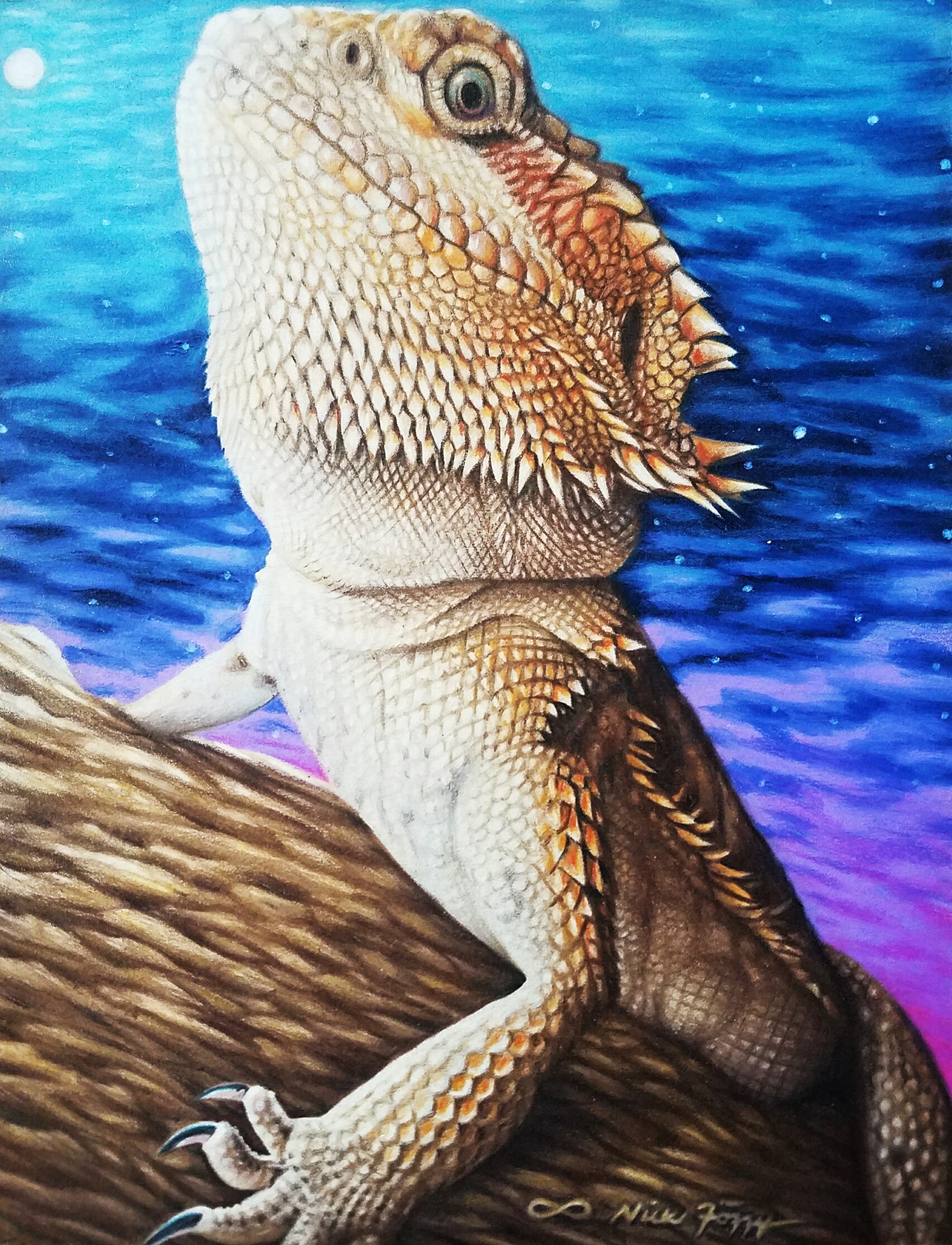 Bearded Dragon