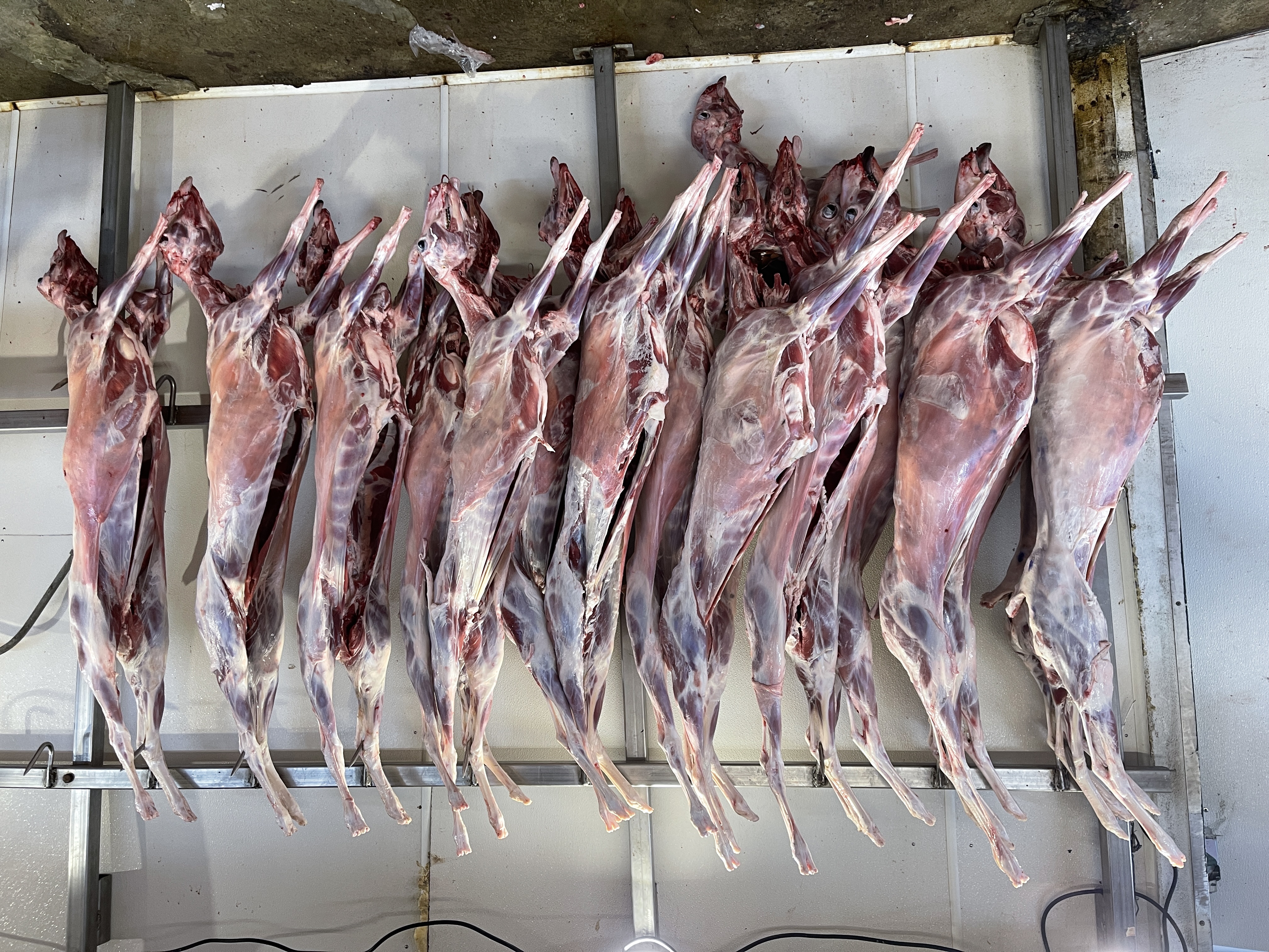 Fresh Whole Baby Goats