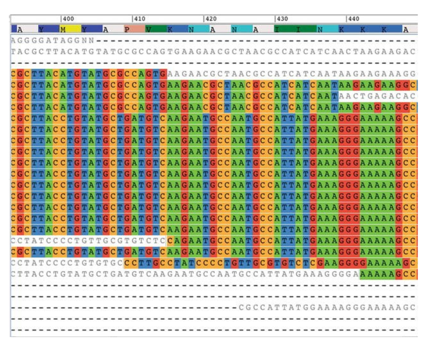 Ensamblado y anotación de genomas bacterianos