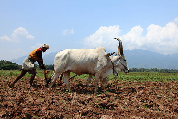 Indian Ox for Plowing FEEDS