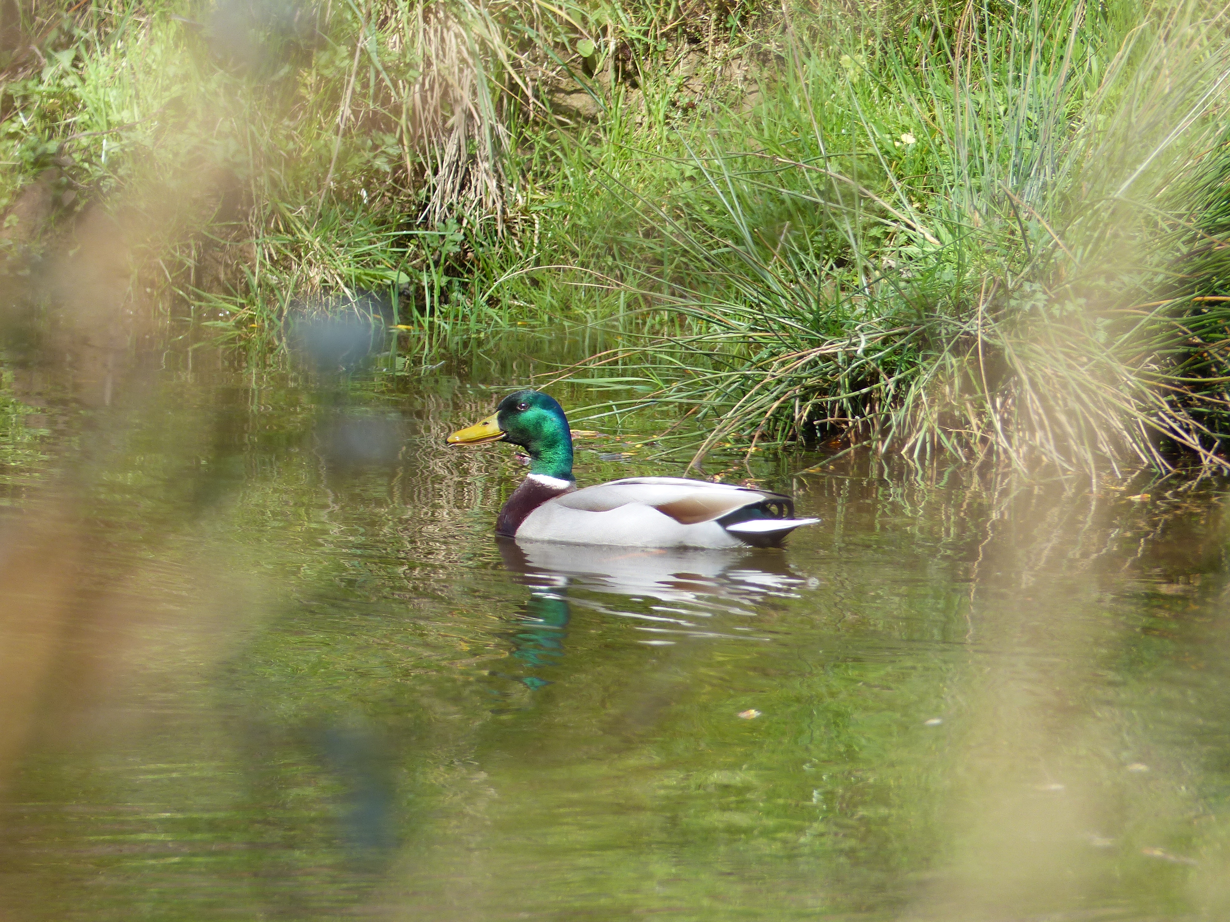 canard
