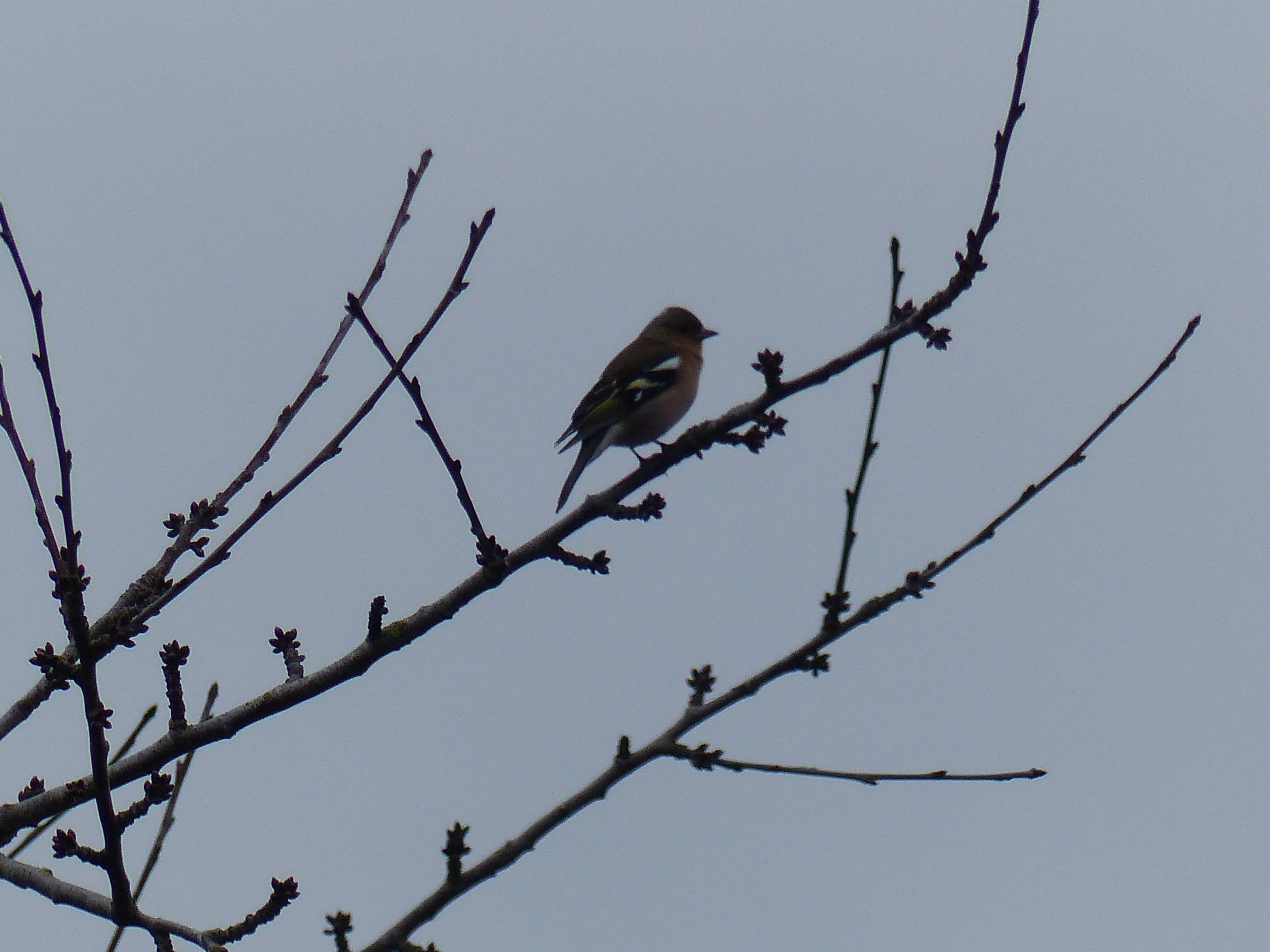 oiseaux