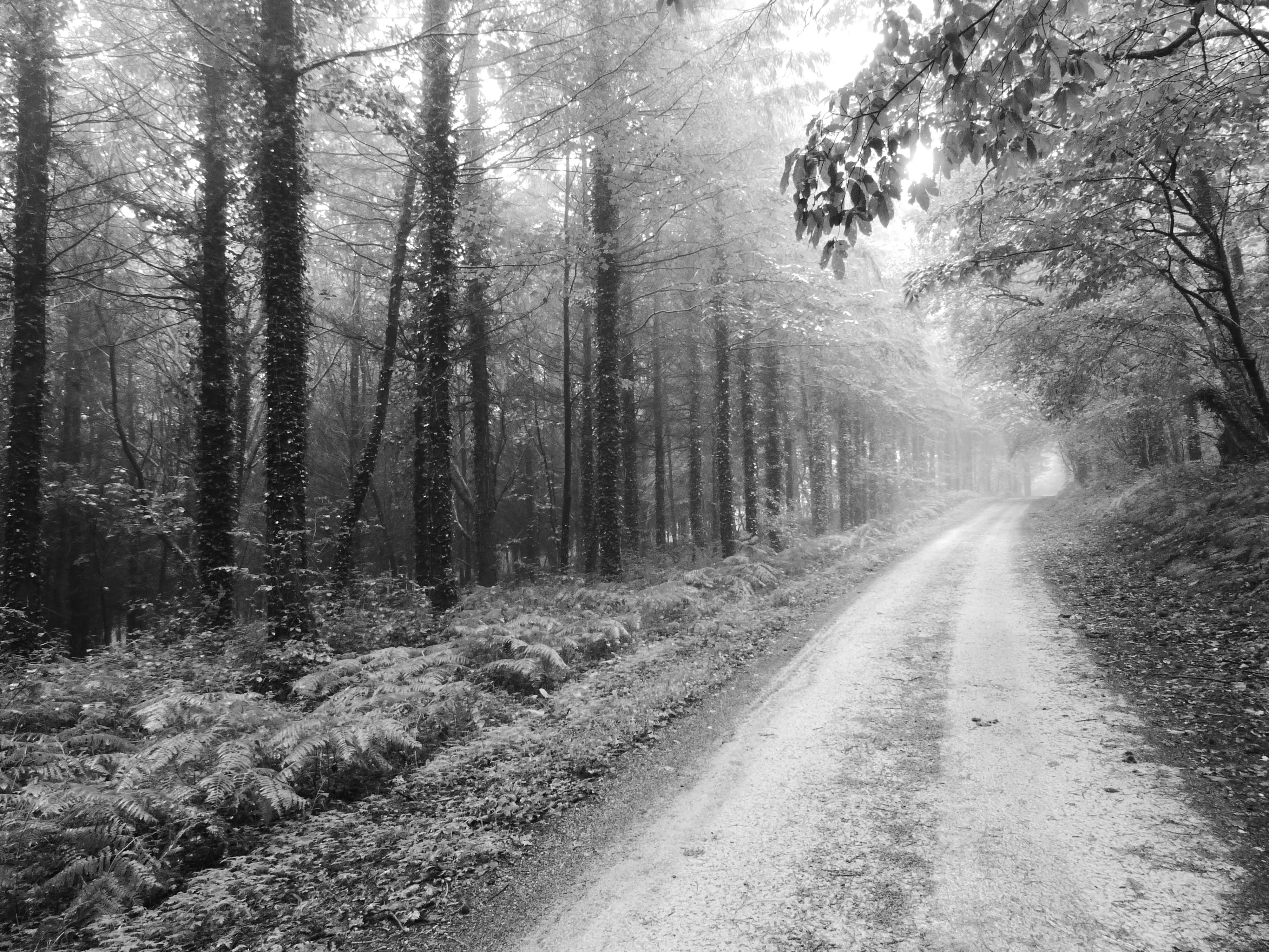 forêt