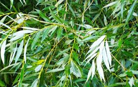 Certified Organic White Willow Bark Tincture