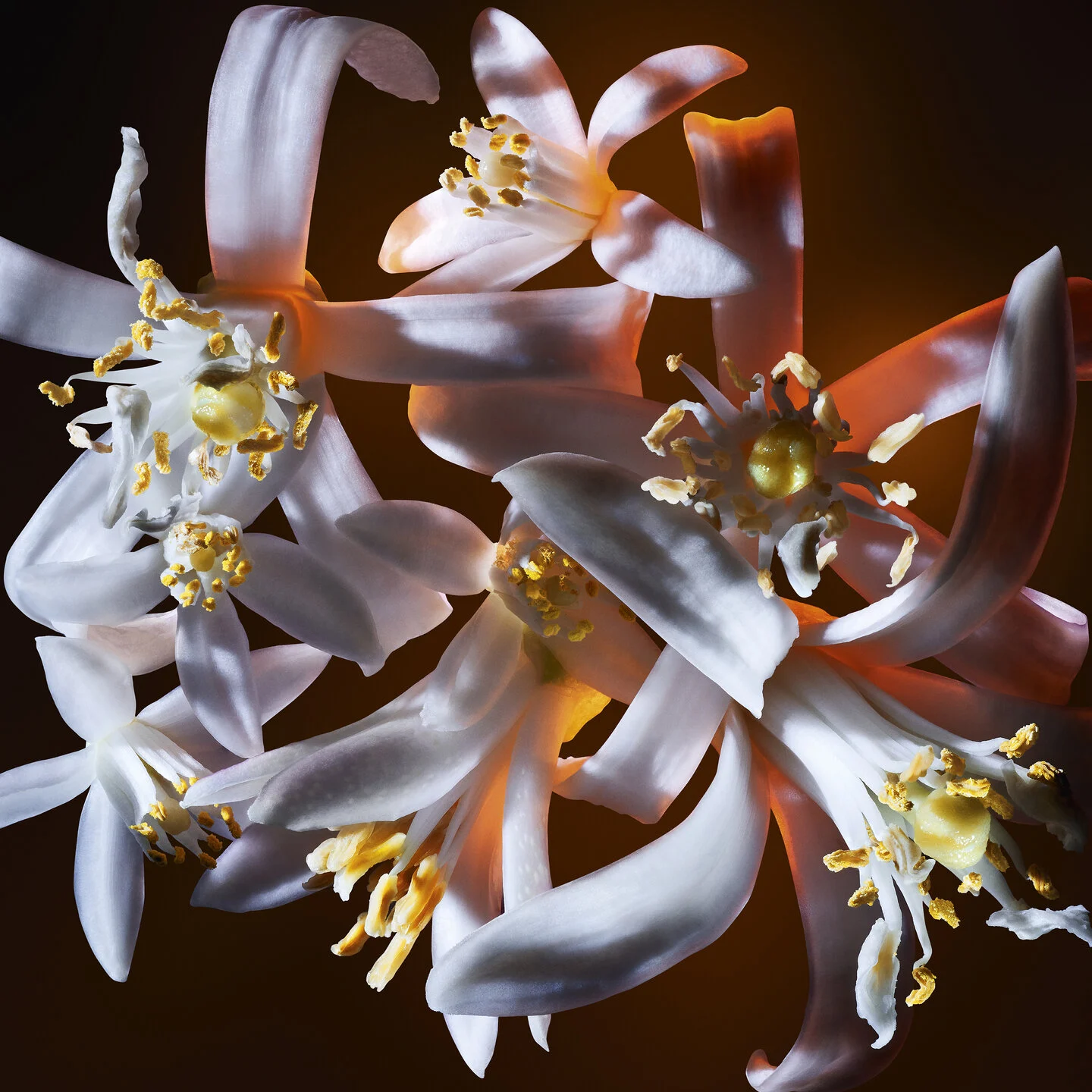 PERFUME FEMININO LIBRE FLOWERS AND FLAMES EAU DE PARFUM 90ML