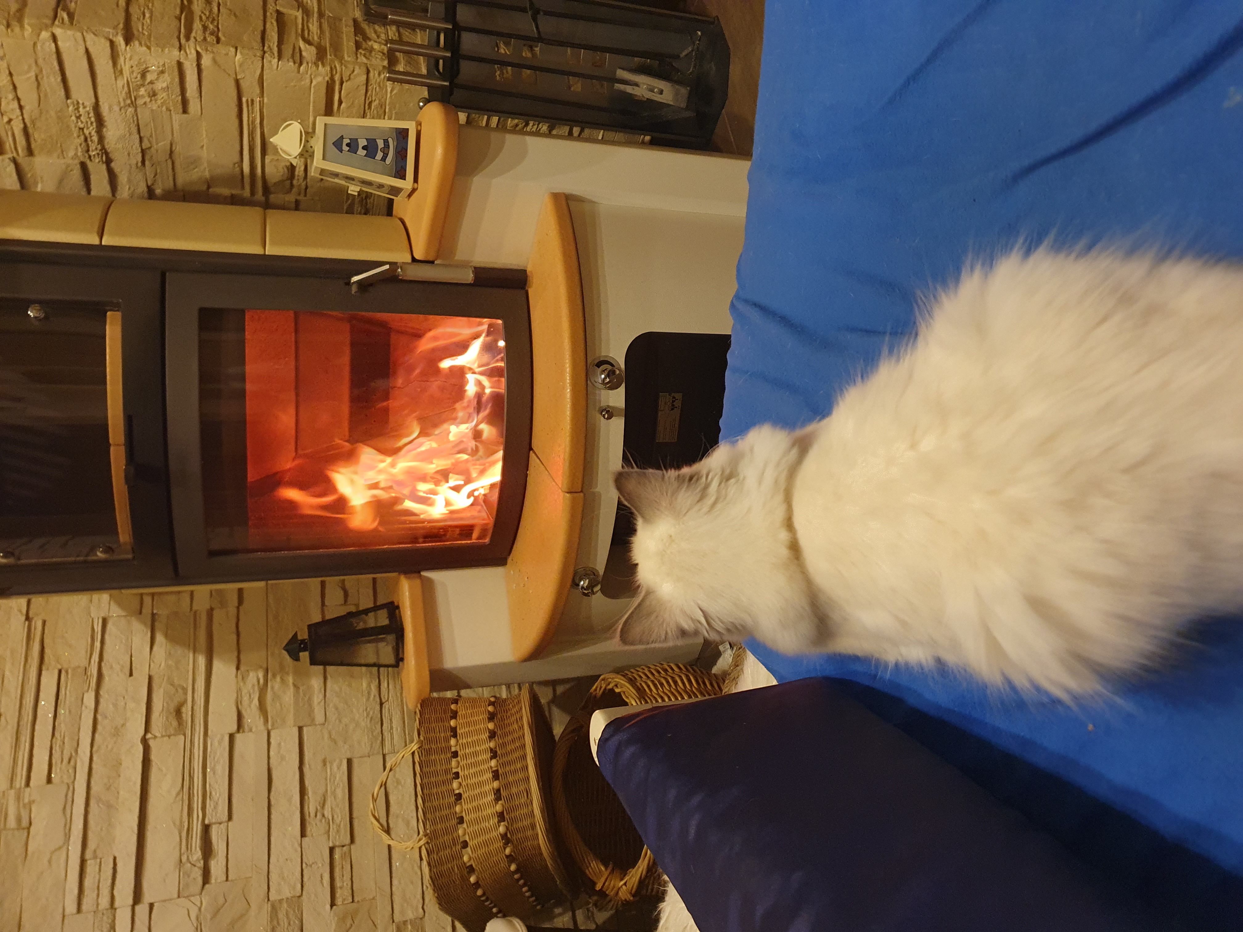 Einzelstunde Katzenberatung inkl. Training