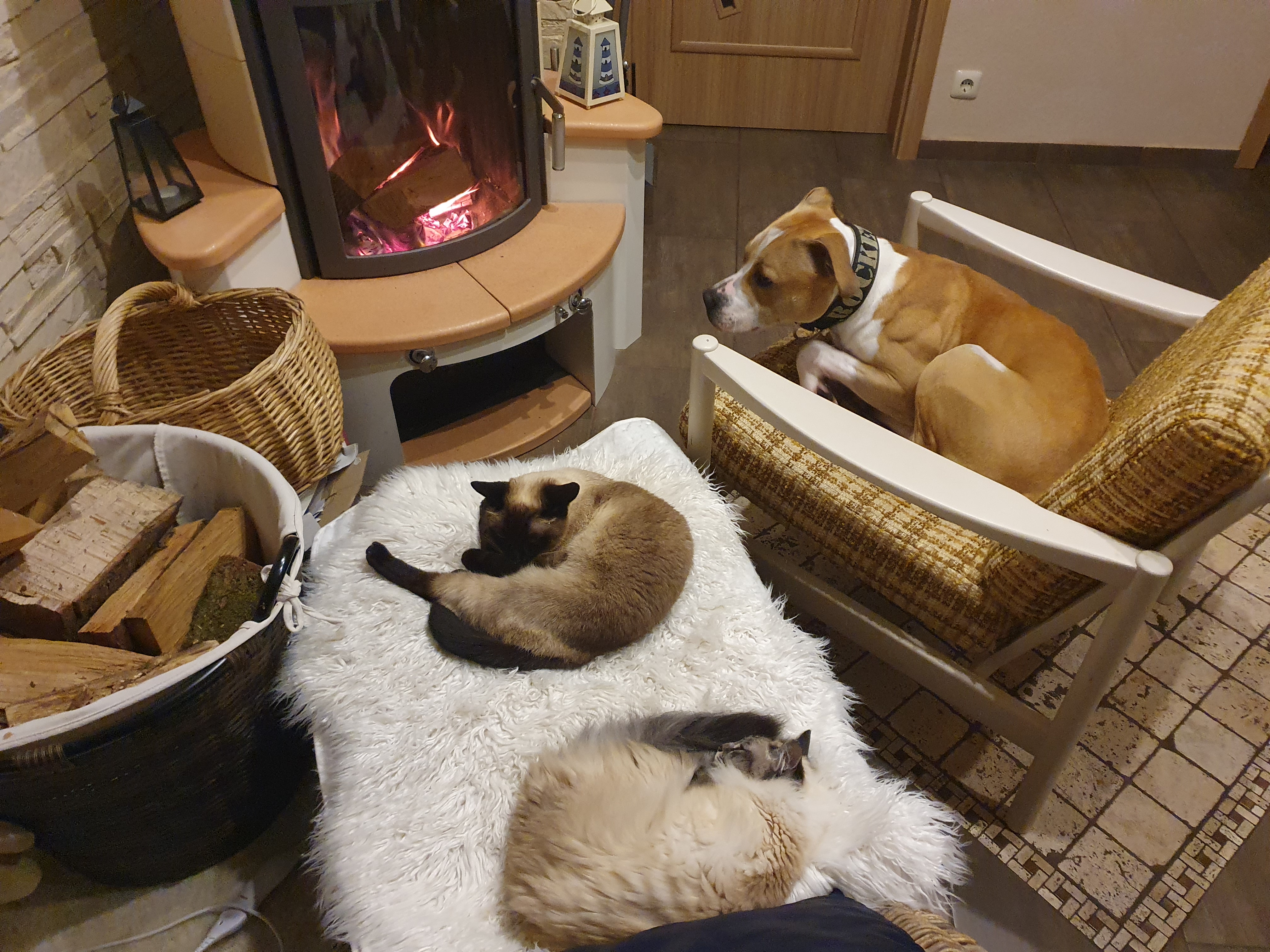 Webinar "Vergesellschaftung von Katze und Hund"