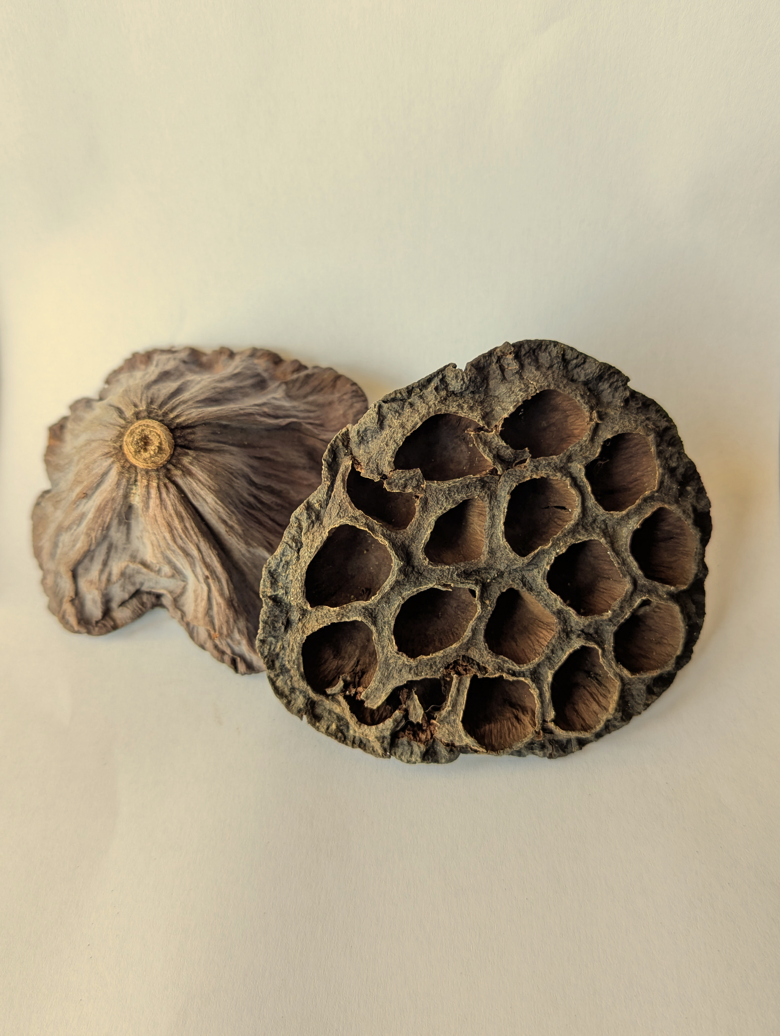 Capsule de Lotus