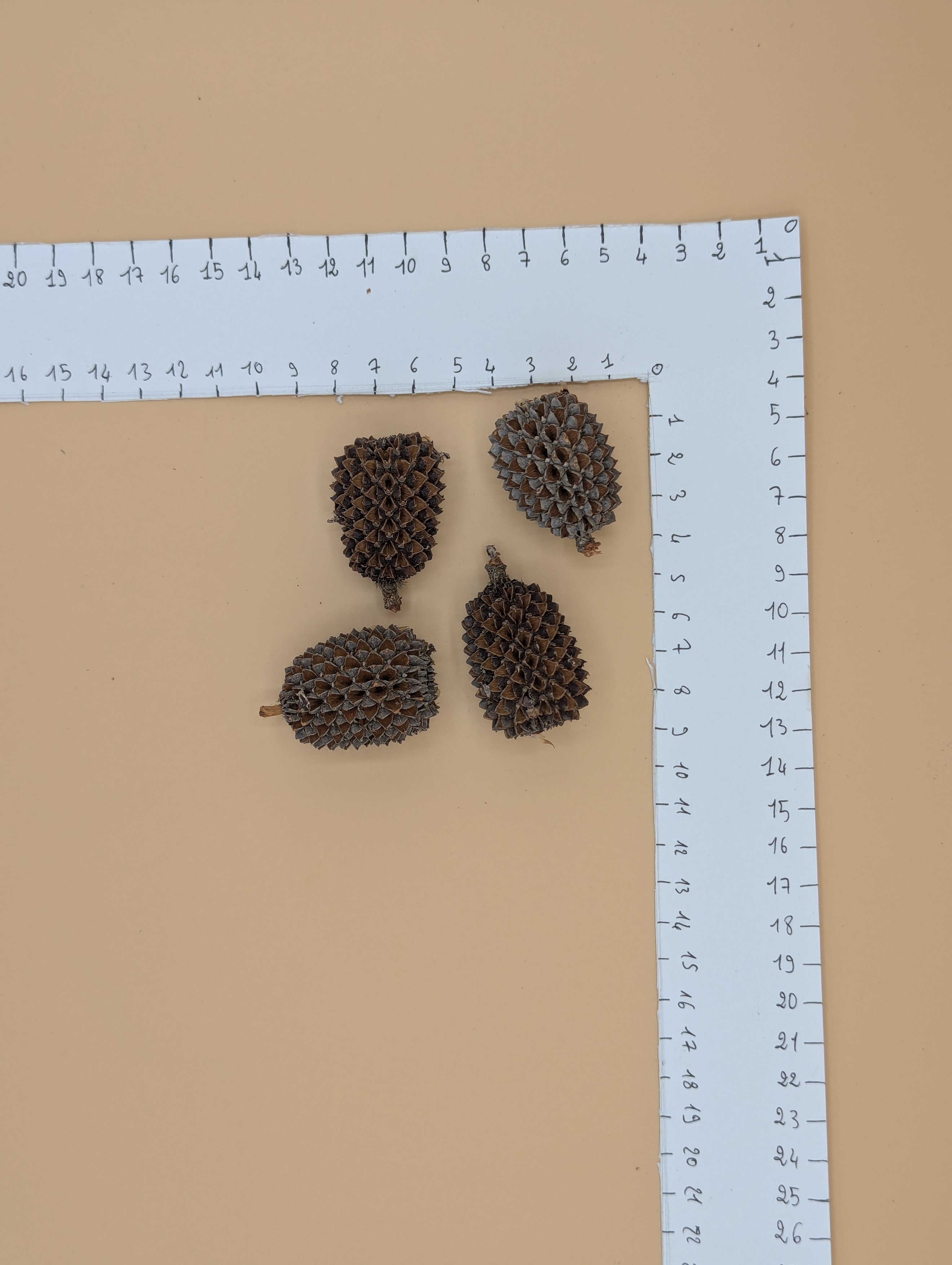 Casuarina (Grand Format)
