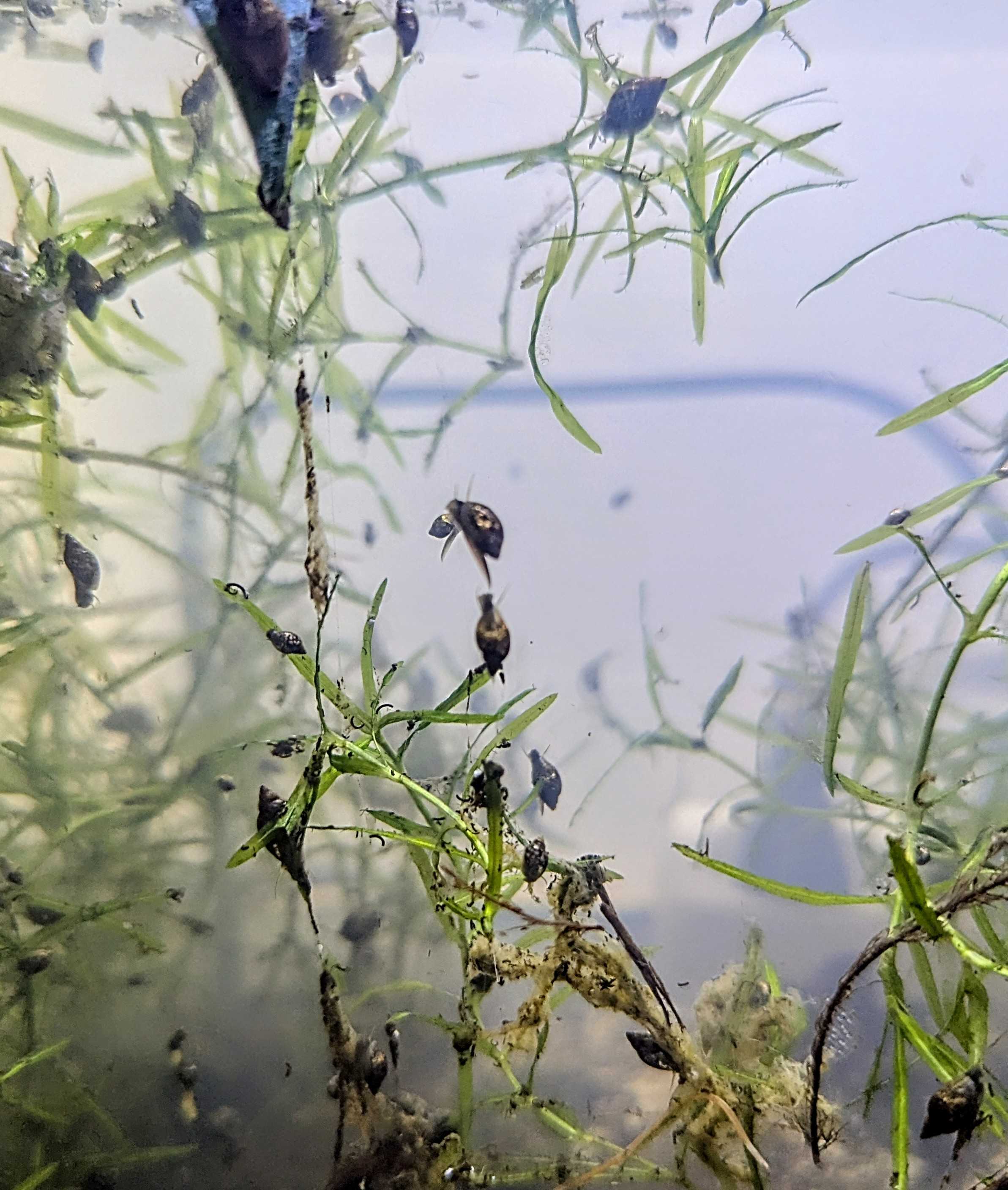 Physes - Escargots d’aquarium vivants