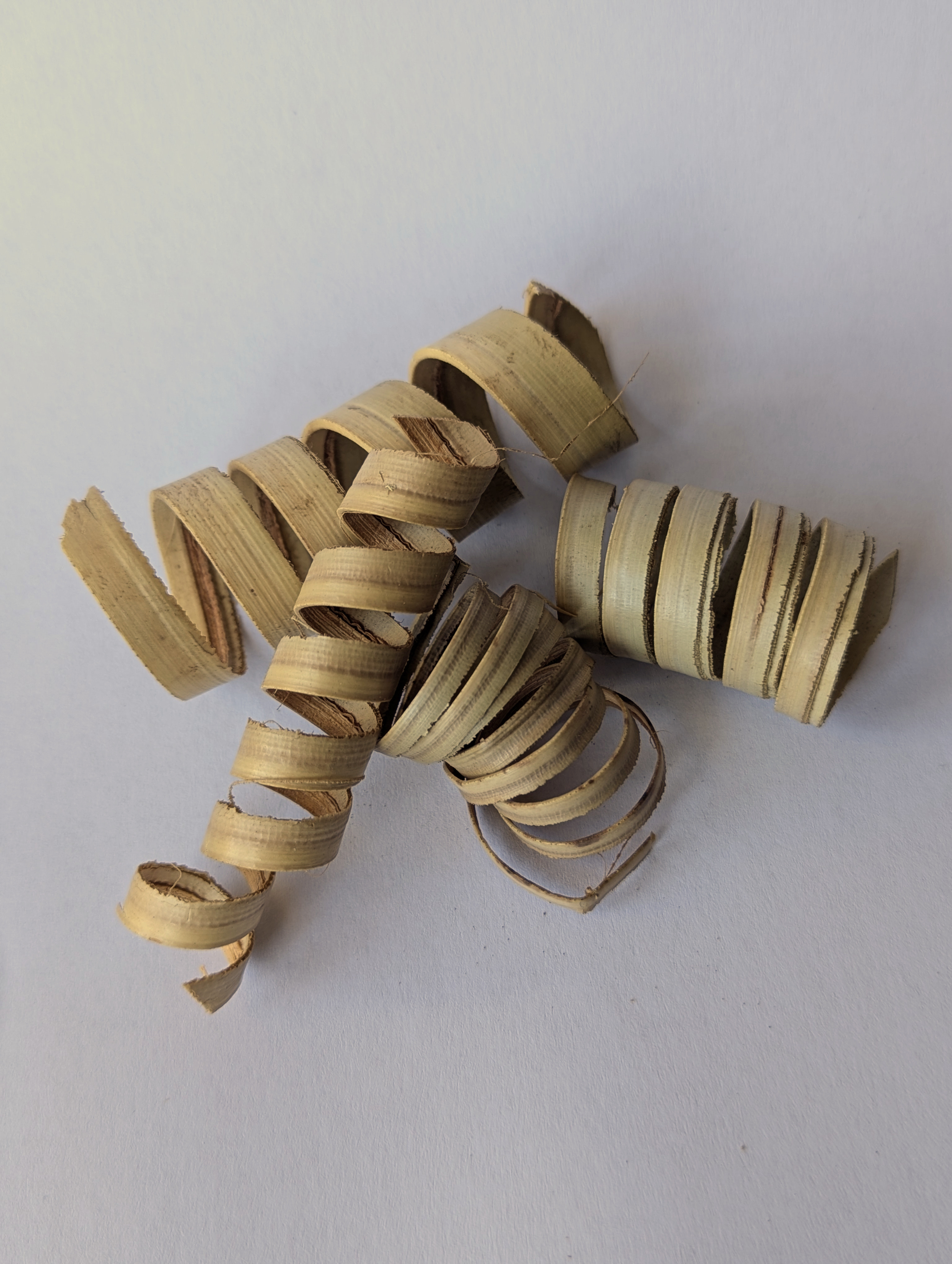 Spirale de Palmier 