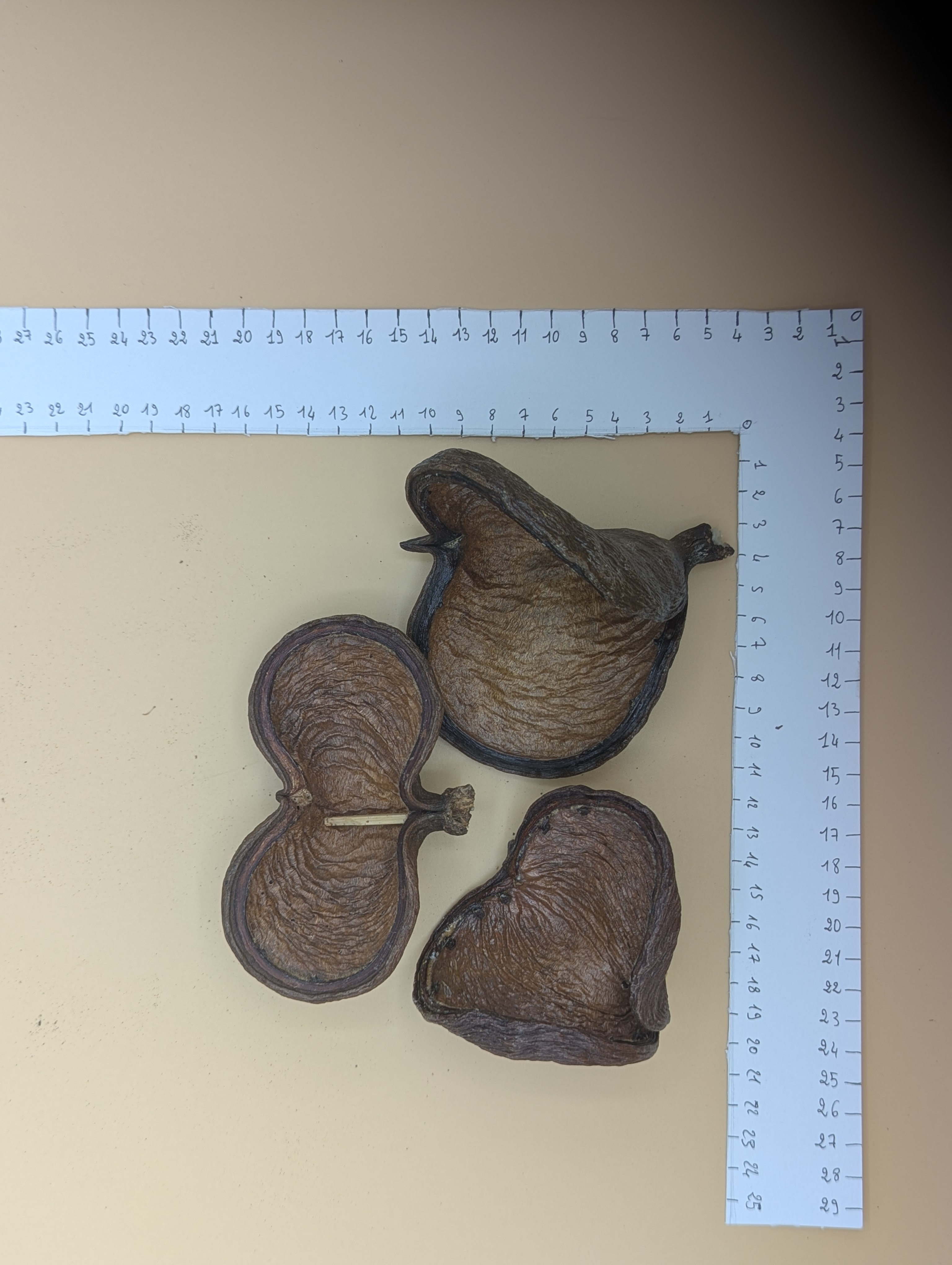 Noix de Badam