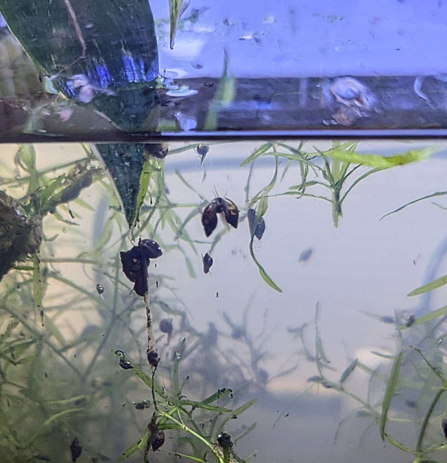 Physes - Escargots d’aquarium vivants