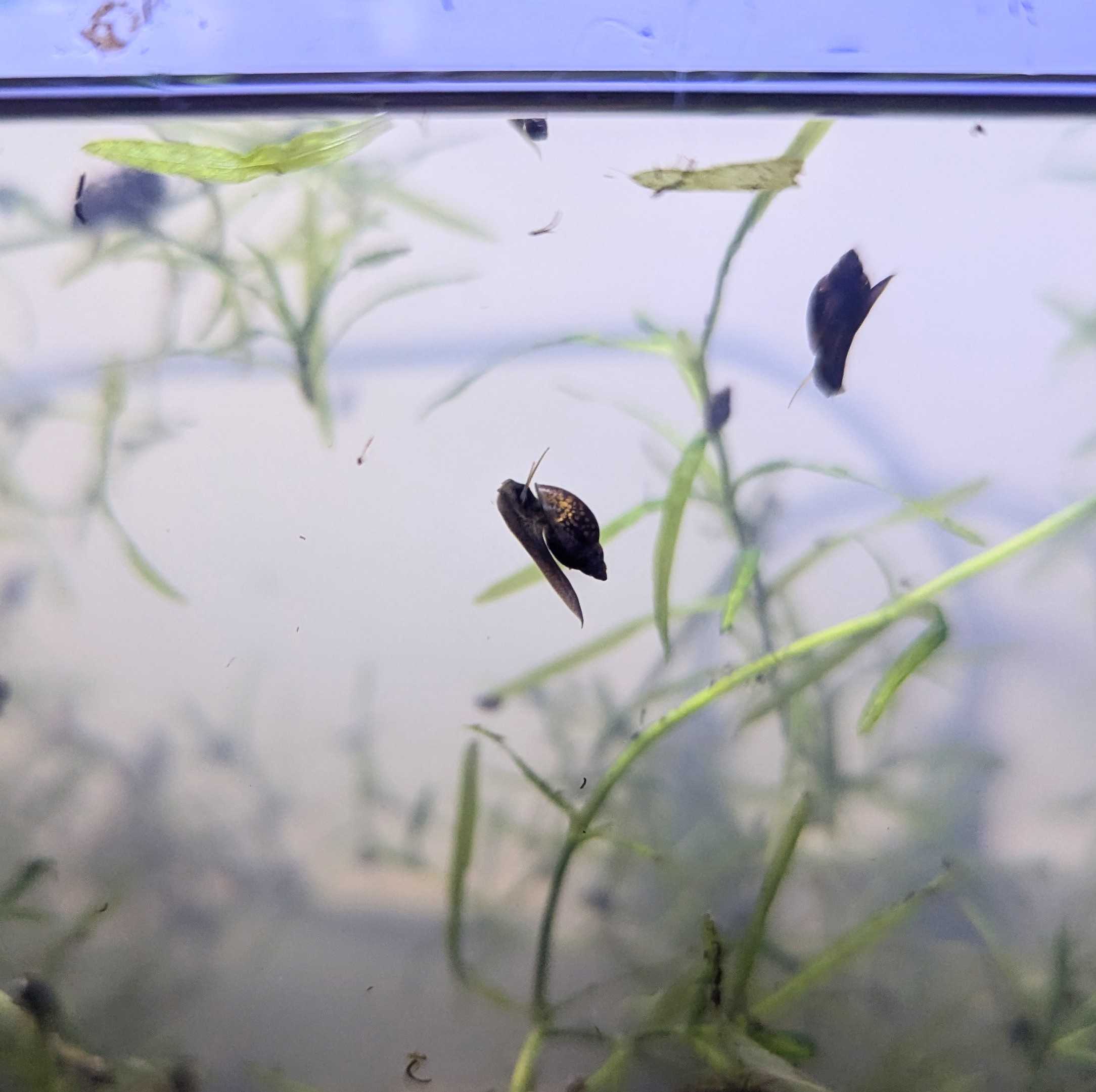 Physes - Escargots d’aquarium vivants