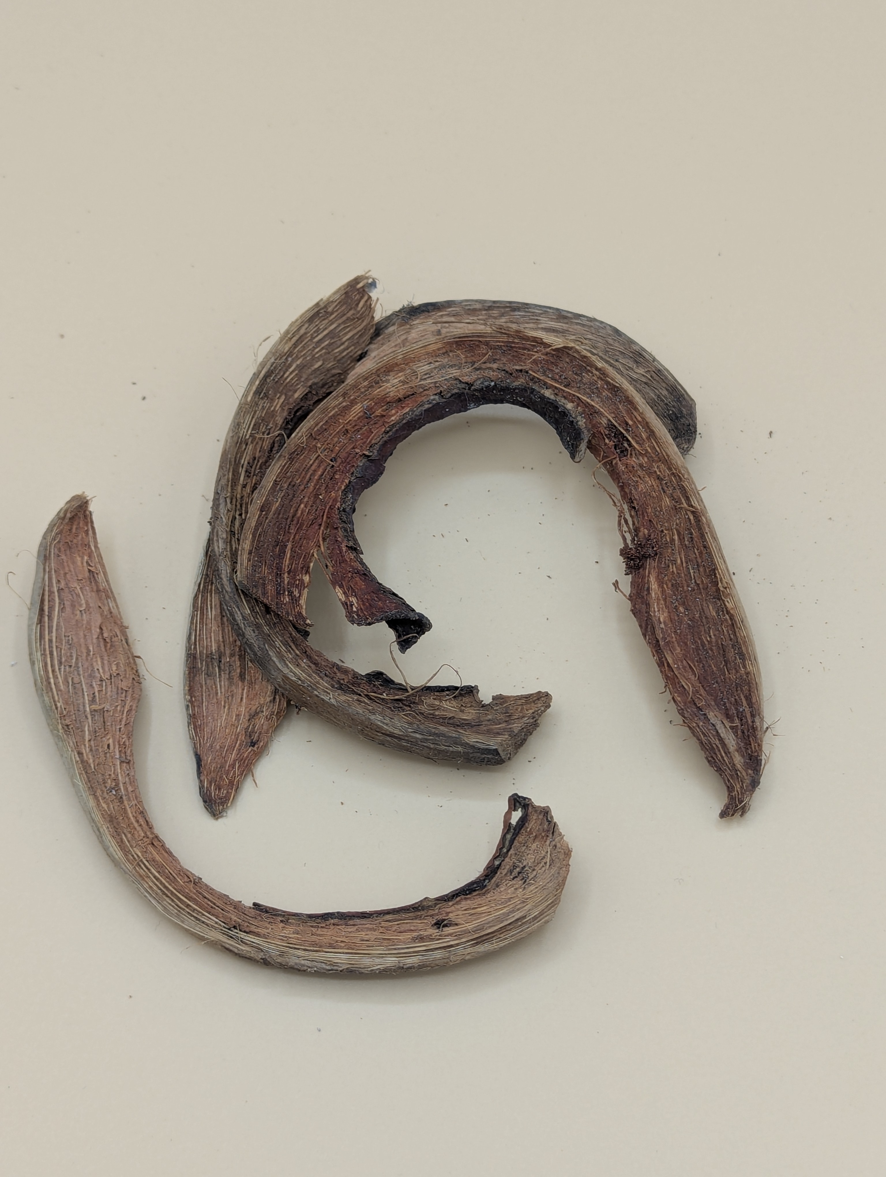 Écorce de Coco / Coco Curl Naturel