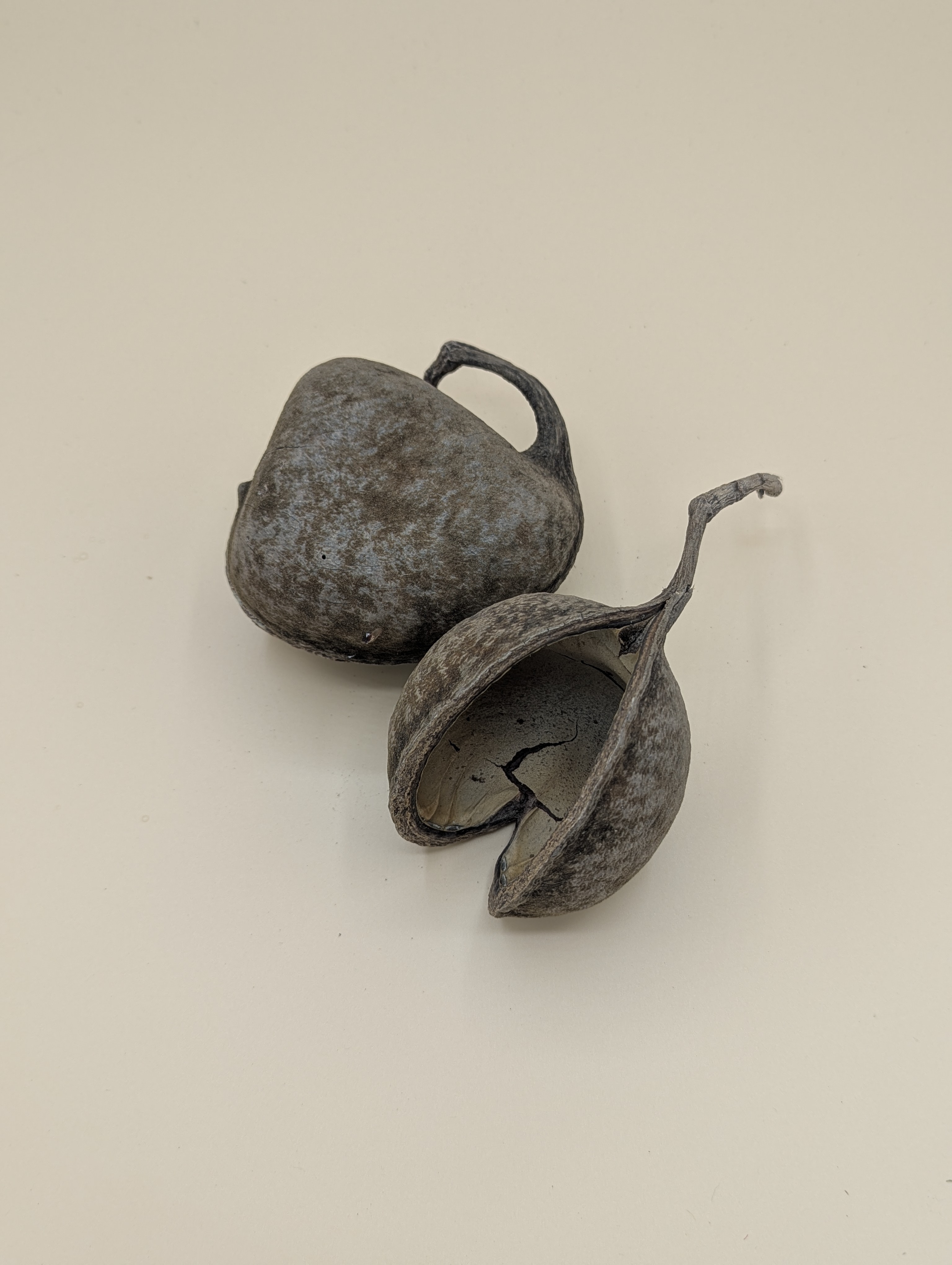 Noix de Buddha