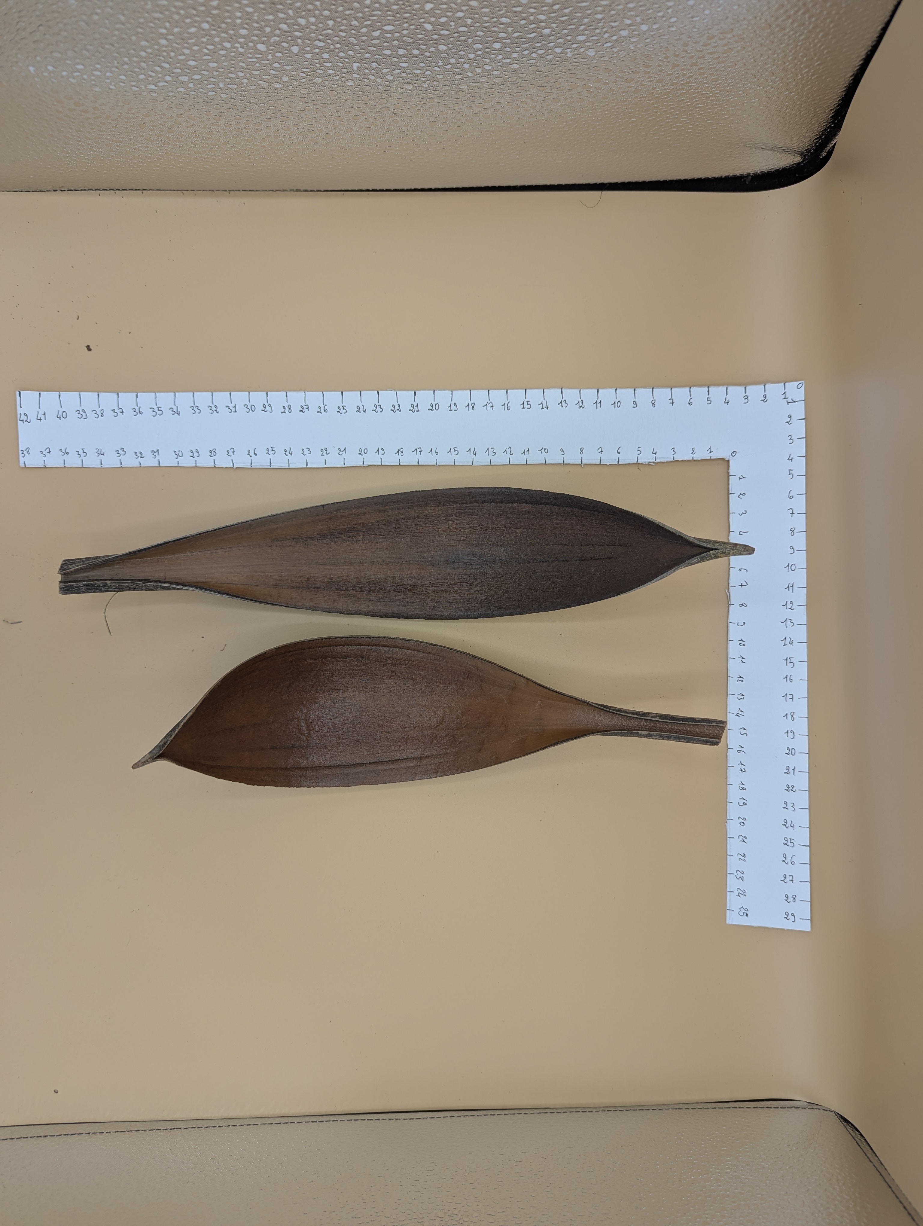 Feuille de Cocotier