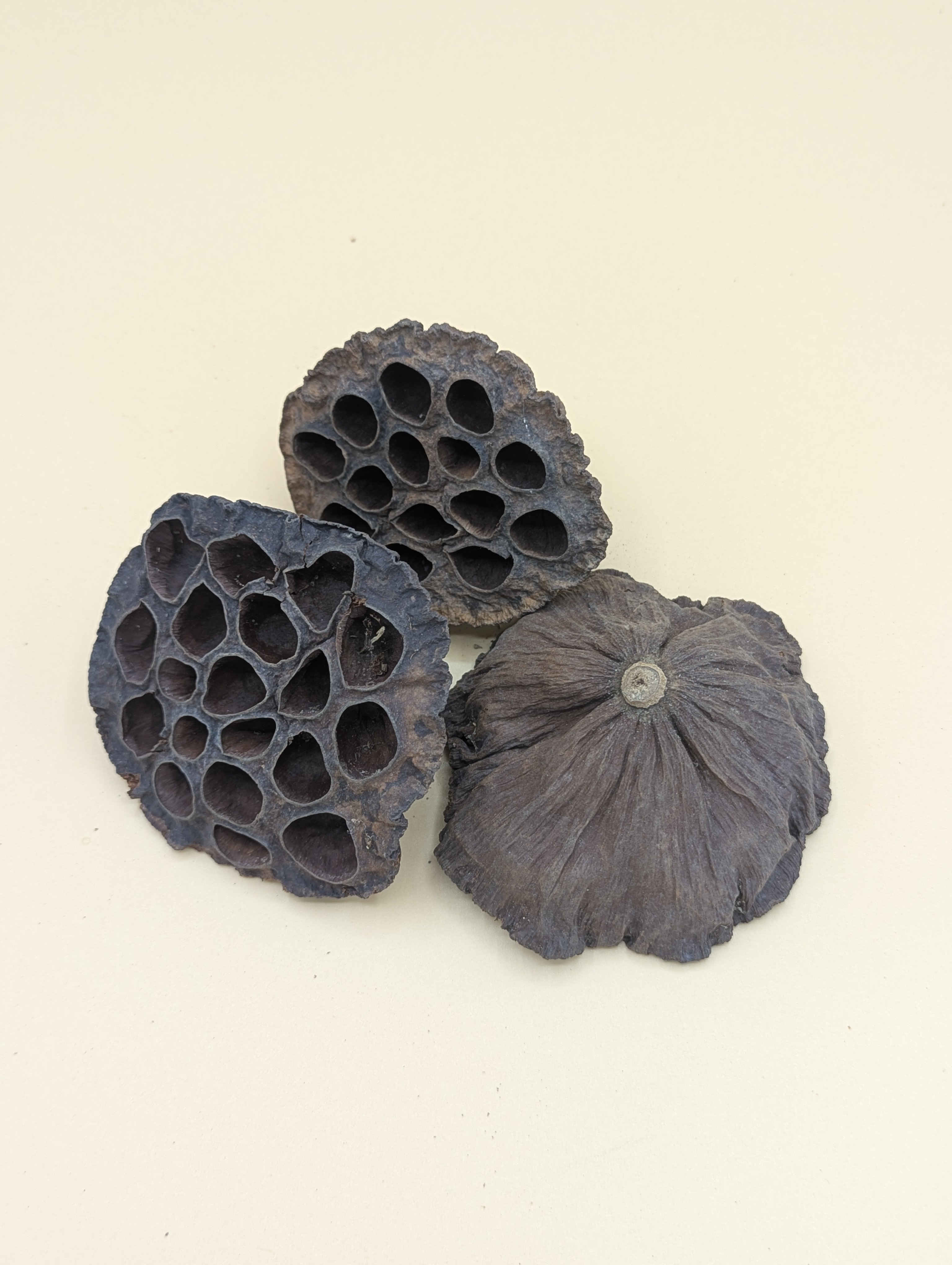 Capsule de Lotus