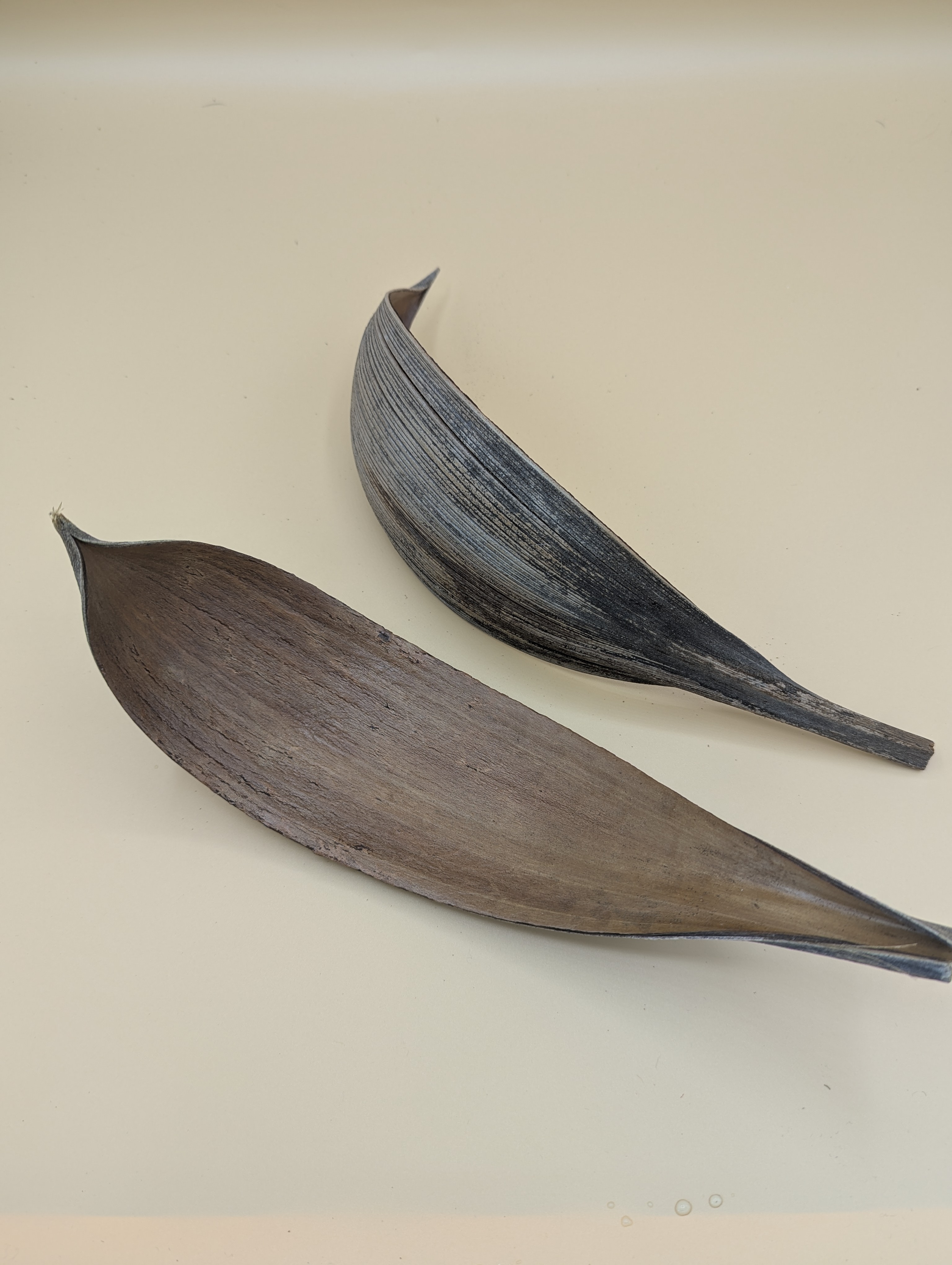 Feuille de Cocotier