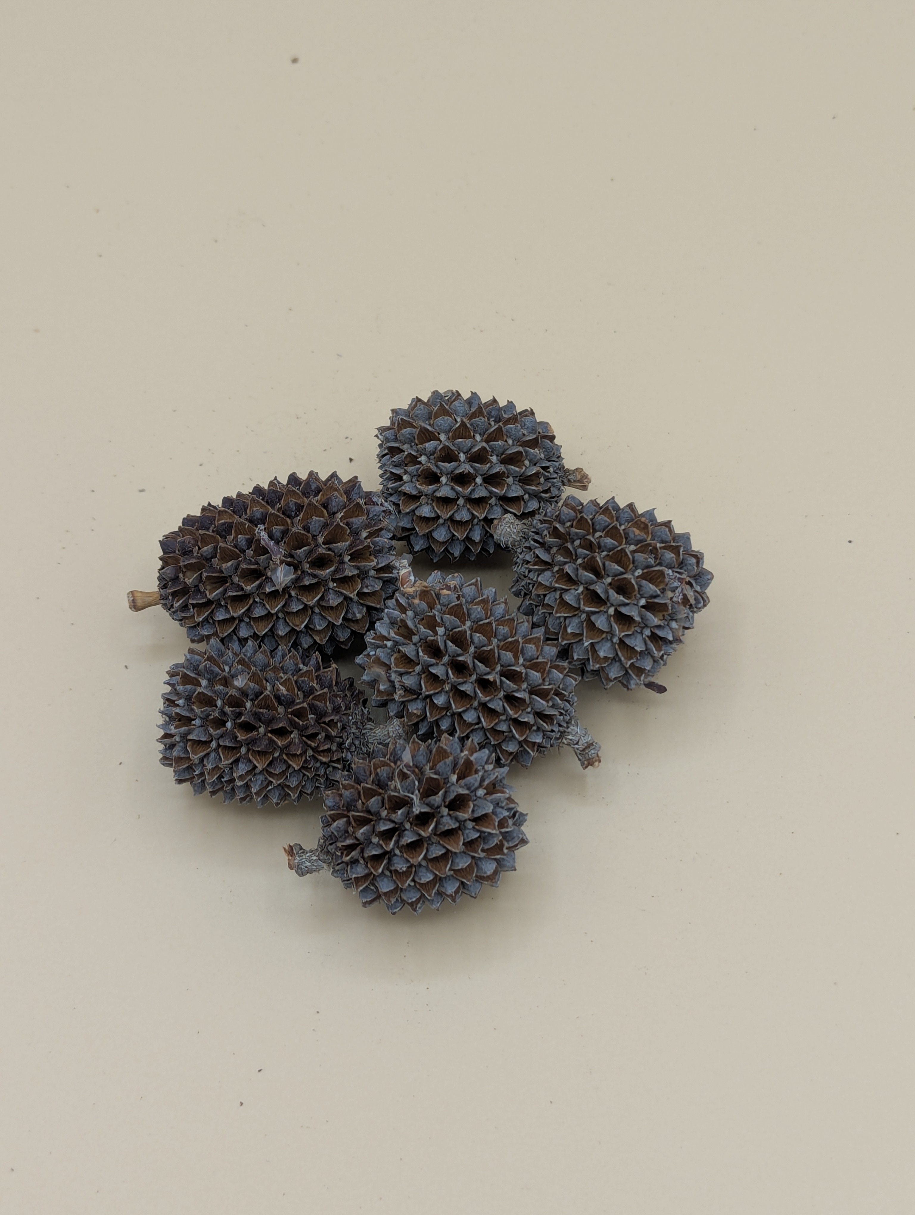 Casuarina (Grand Format)