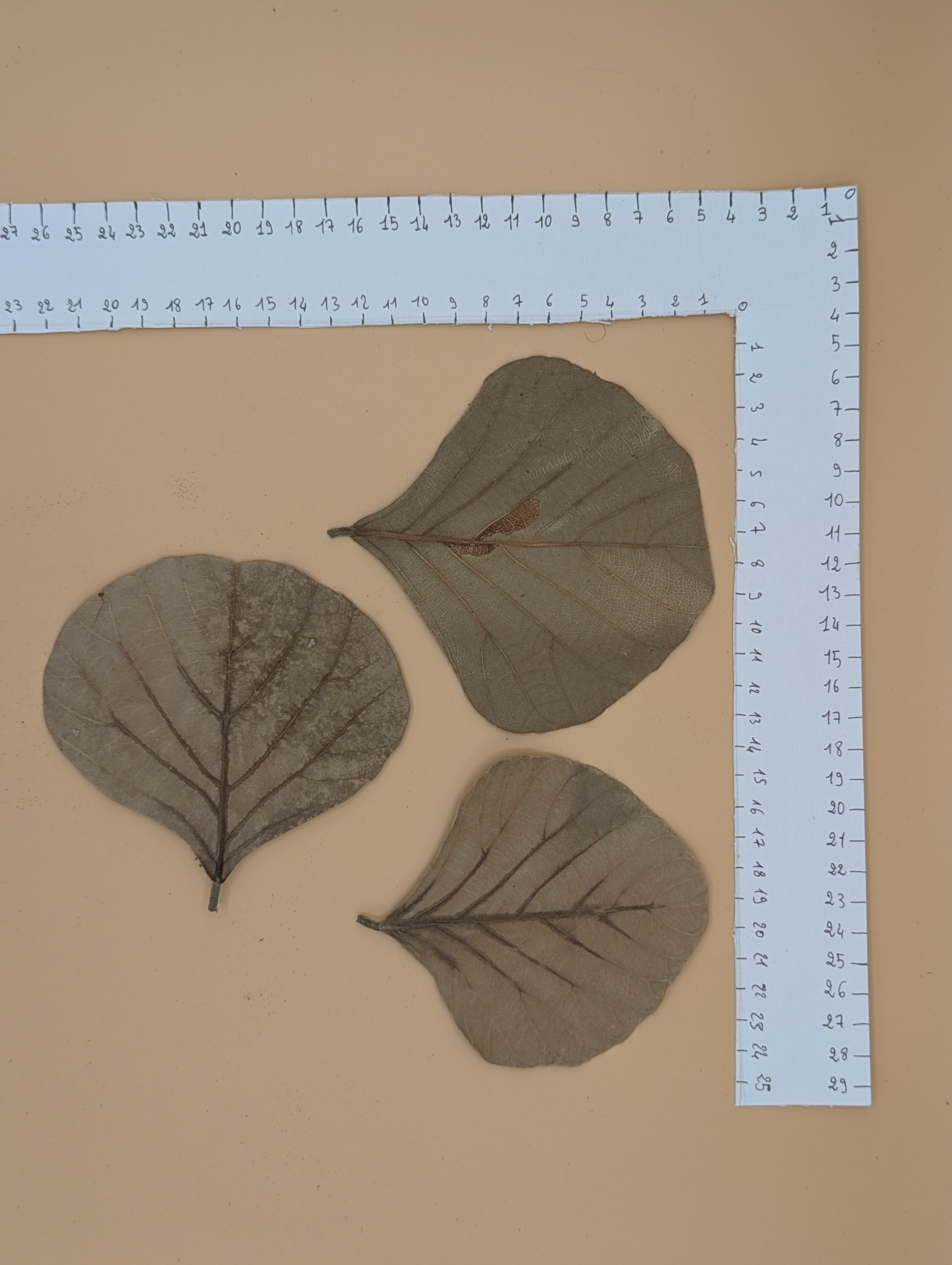 Feuille de Cobra