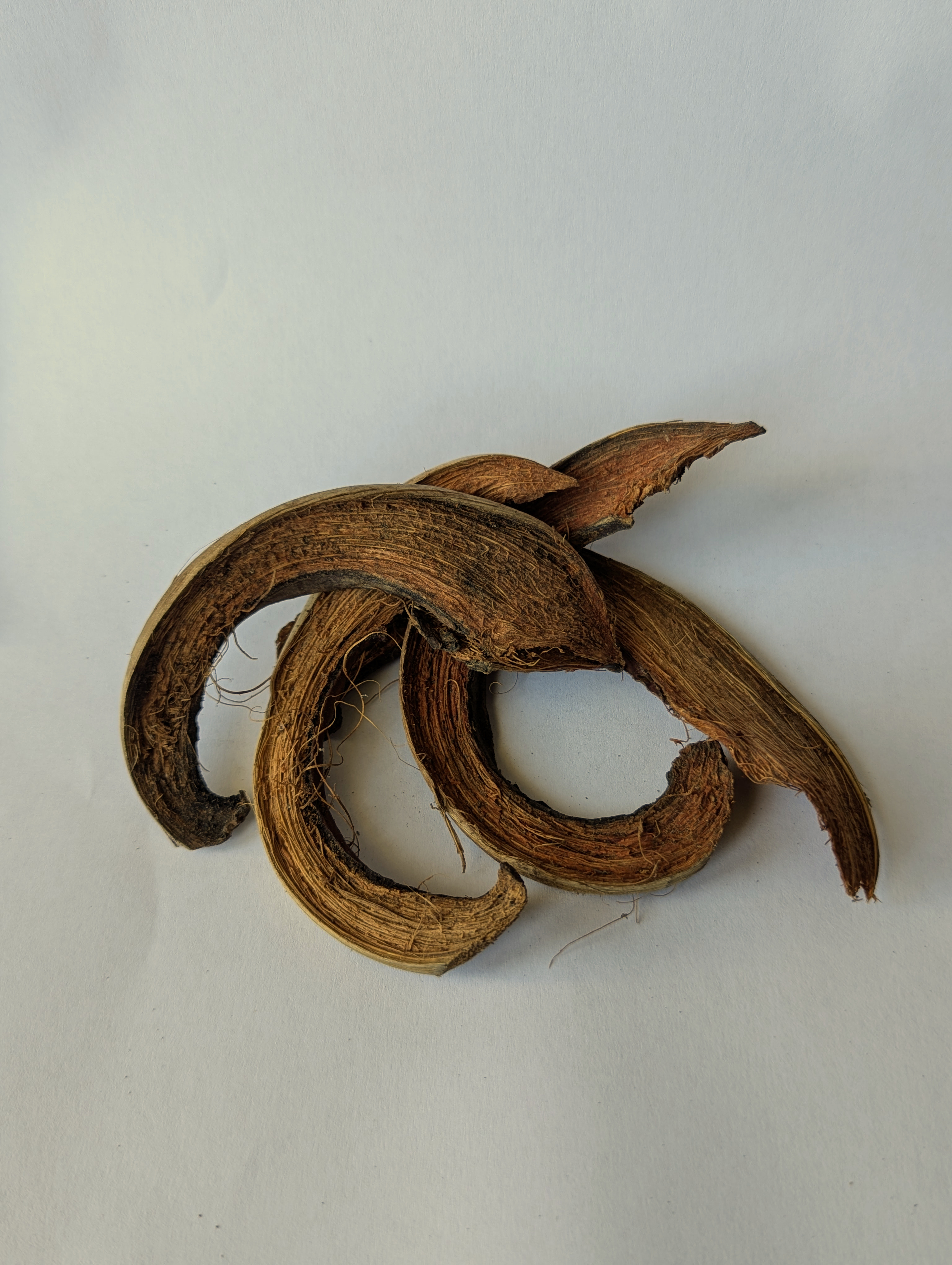 Écorce de Coco / Coco Curl Naturel