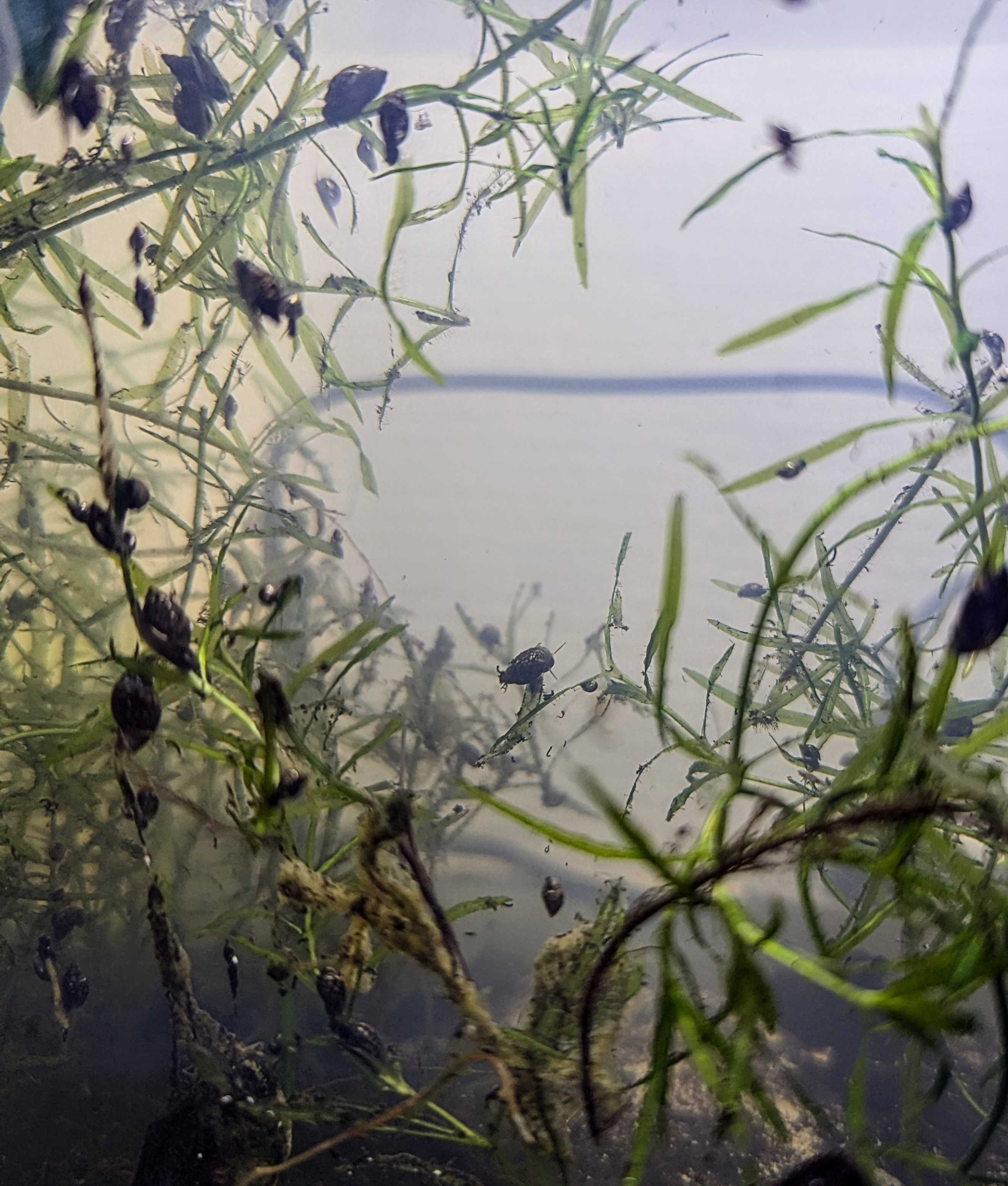 Physes - Escargots d’aquarium vivants
