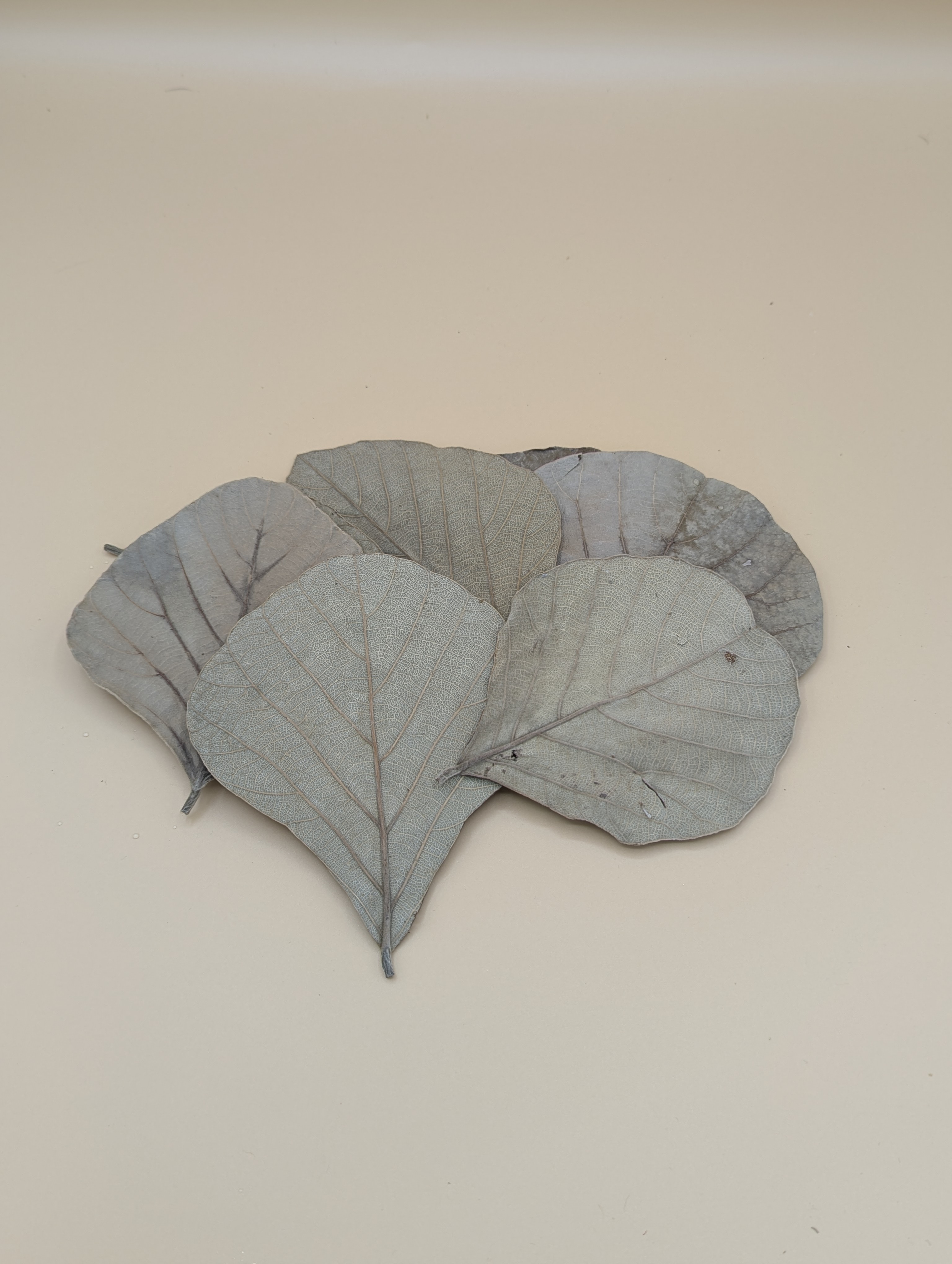 Feuille de Cobra