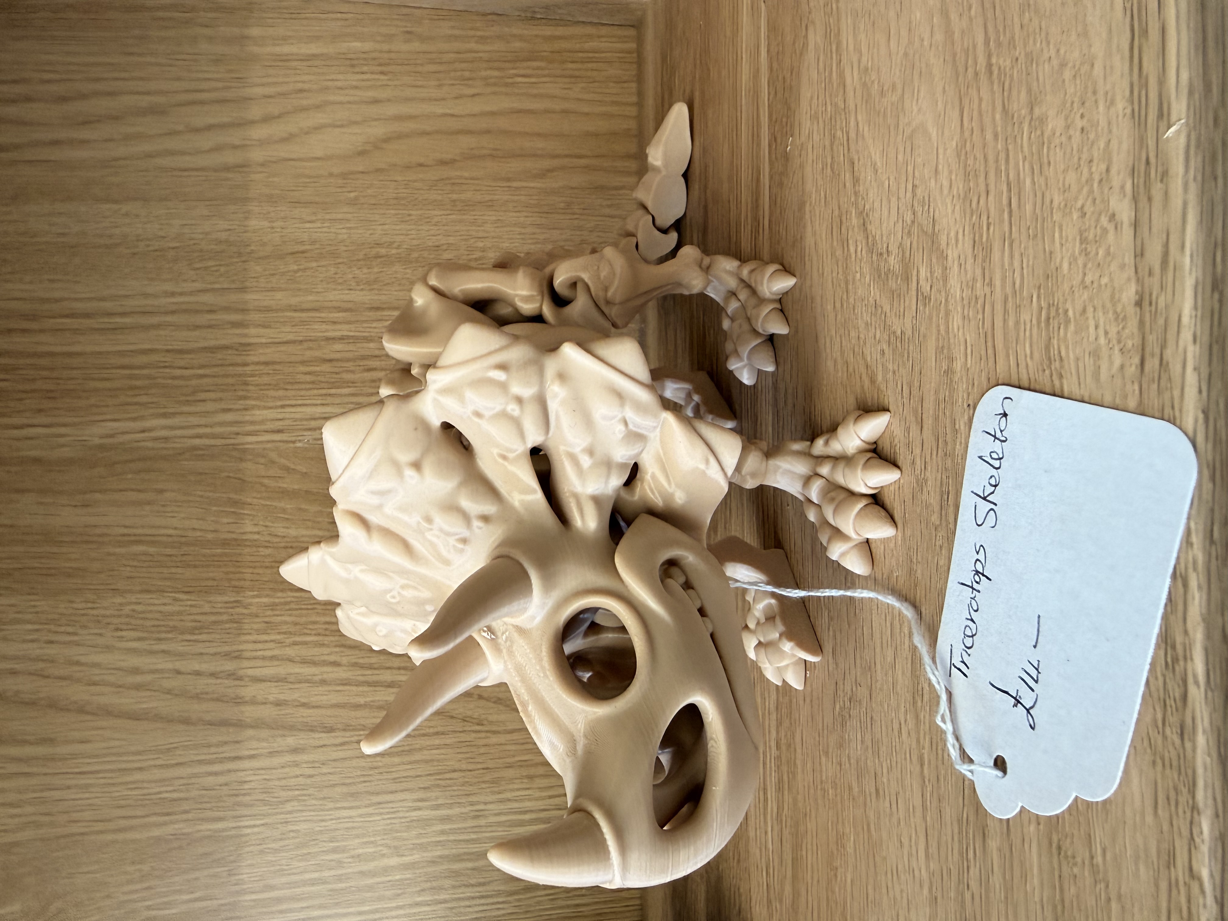 Triceratops 3D printed Skeleton Model
