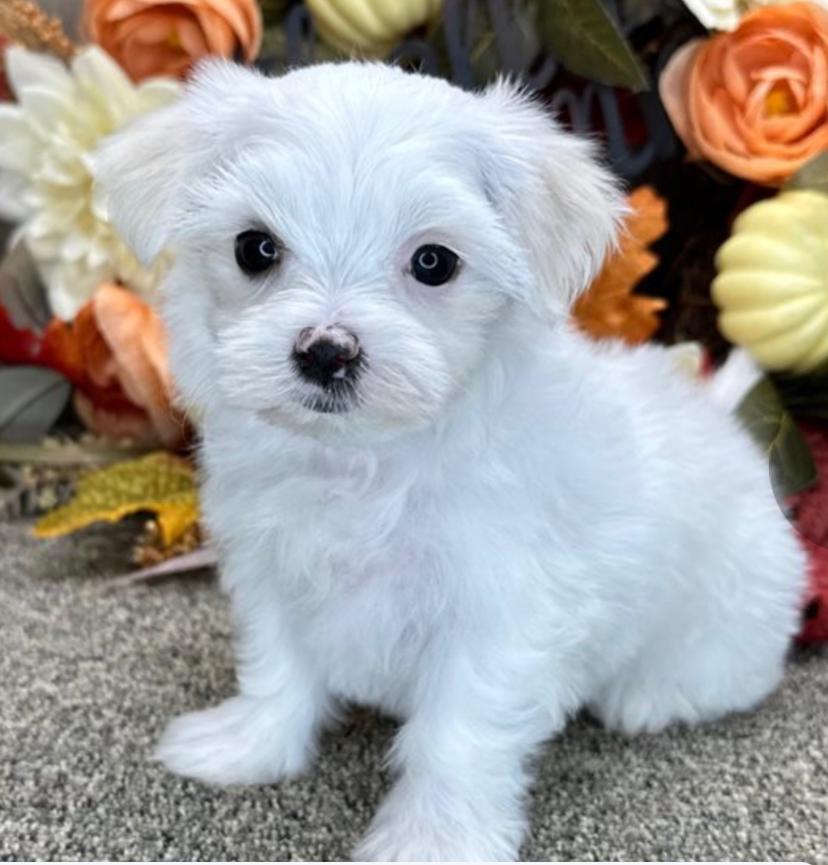 Lena (cachorro Bichon  maltés hembra en venta)