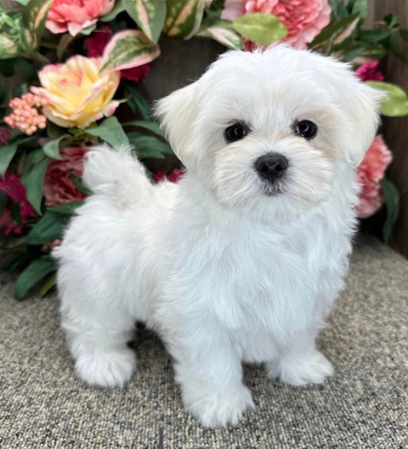 Klary (cachorroBichon  Maltés hembra en venta)