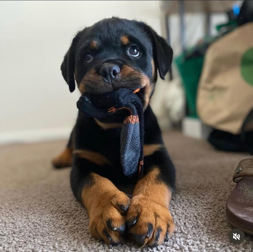Otto (cachorro rottweiler macho en venta)