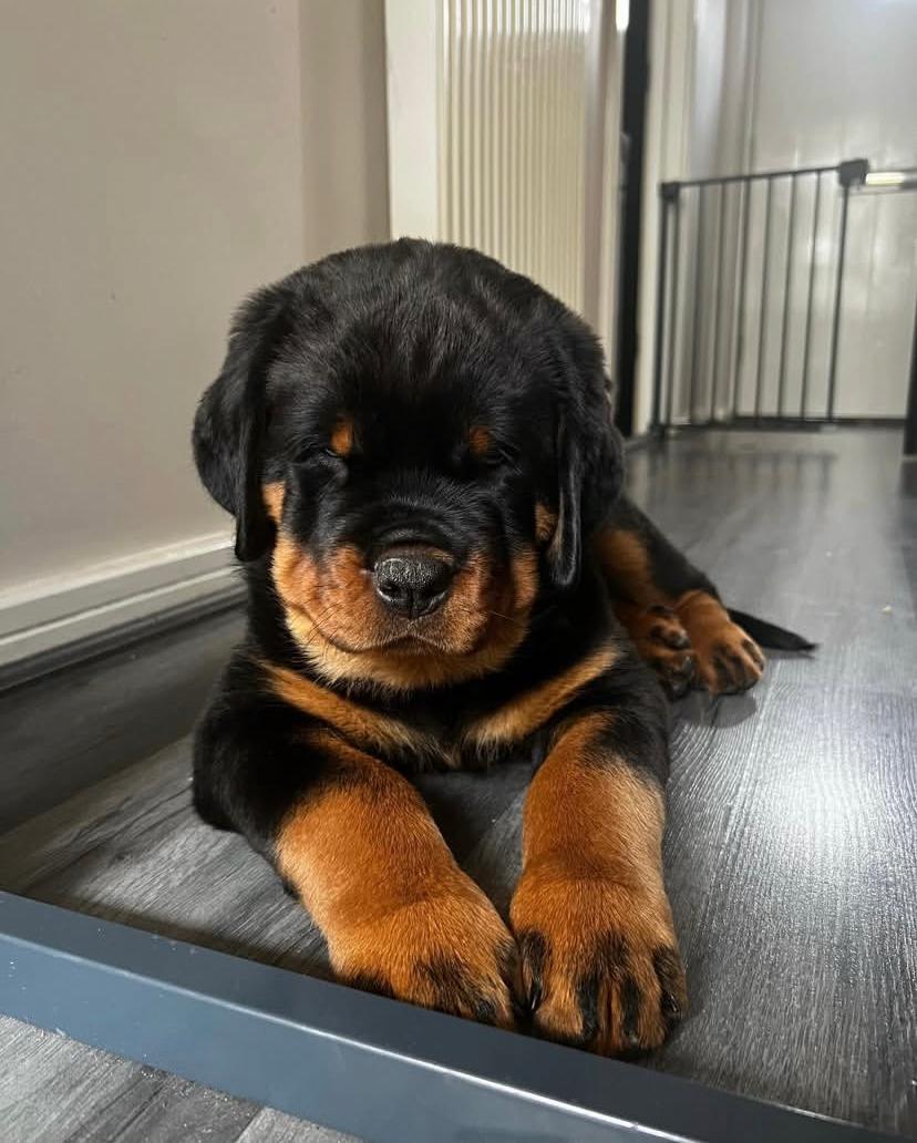 Kano (cachorro rottweiler macho en venta)