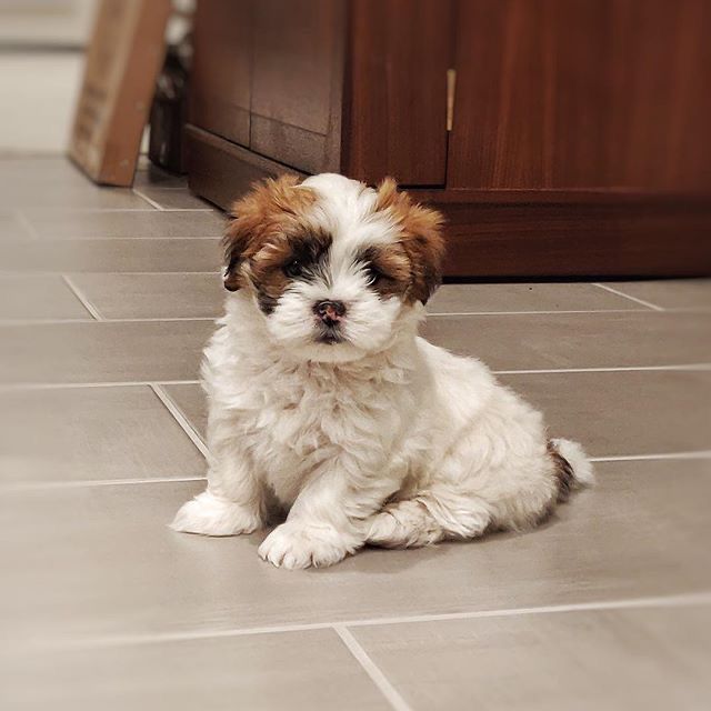 Evie (cachorro Shih Tzu hembra en venta)