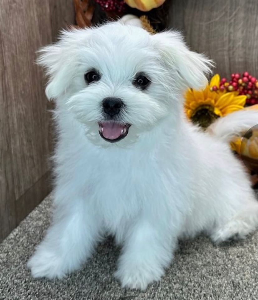 Ken (cachorro Bichon Maltés macho en venta)