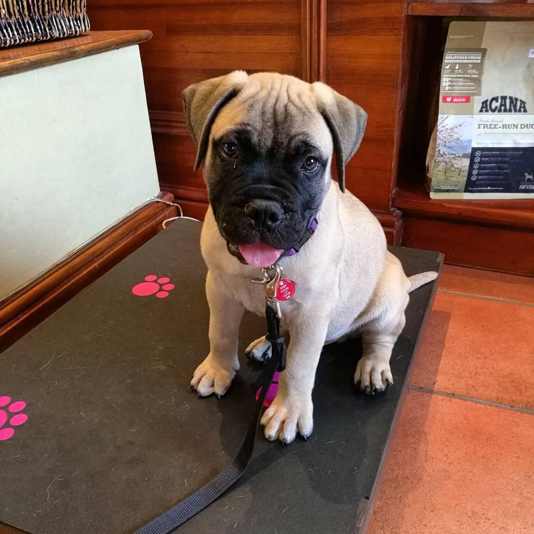 Melvin (cachorro Bullmastiff macho en venta)